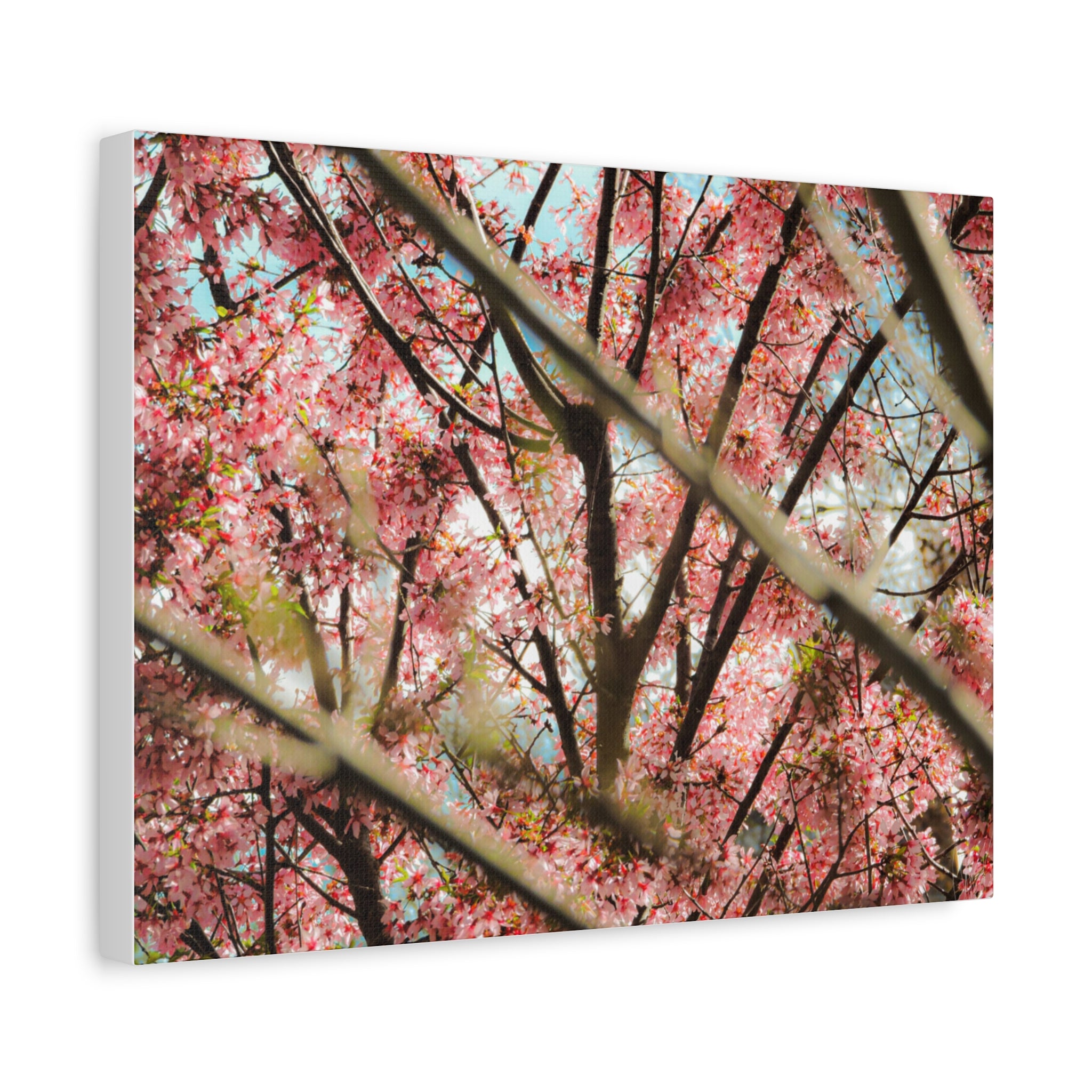 Cherry Blossom Photo Canvas Print | Brookline Spring Wall Art | A‑G Originals