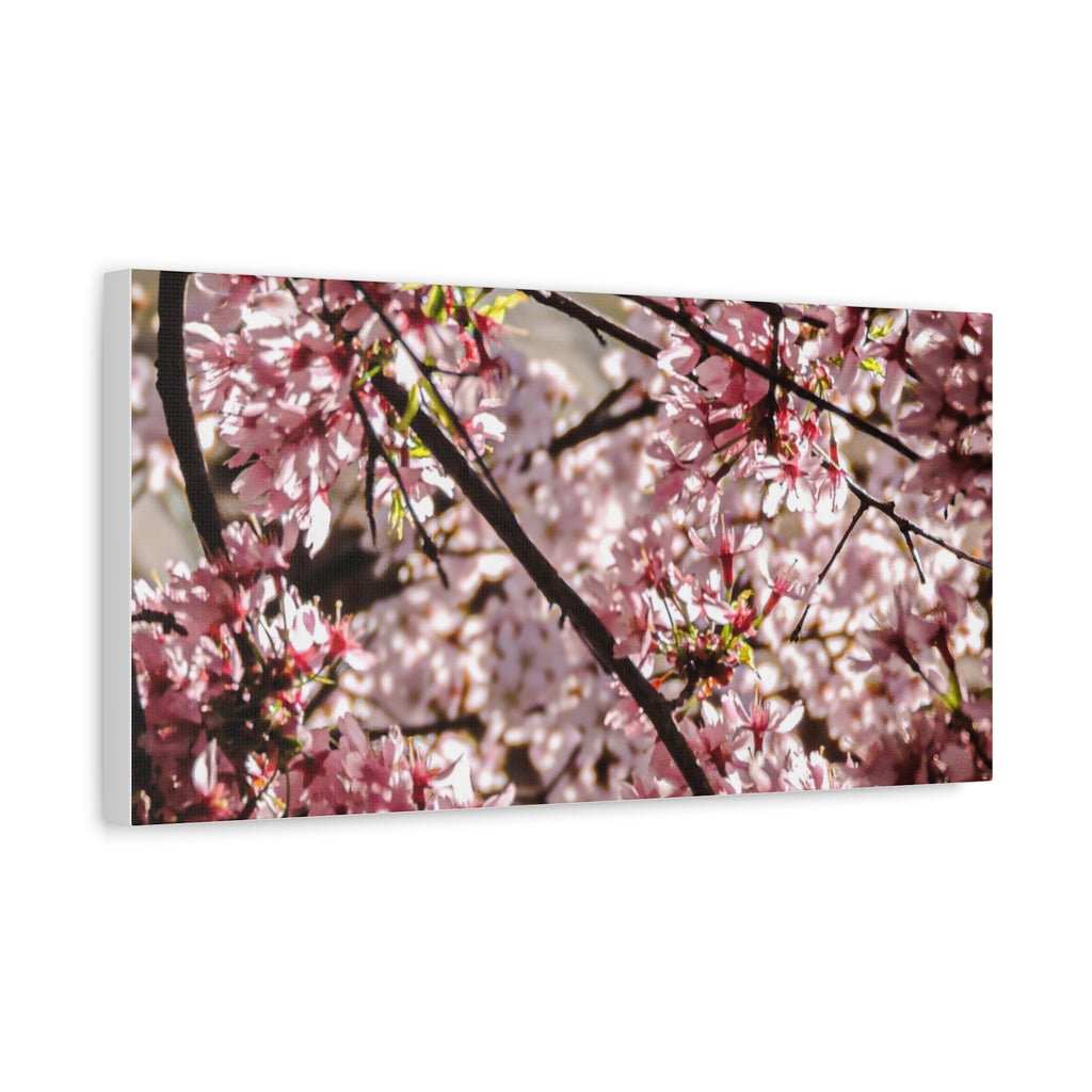 Blossom Cherry Tree Canvas Print – Matte Stretched Wall Art