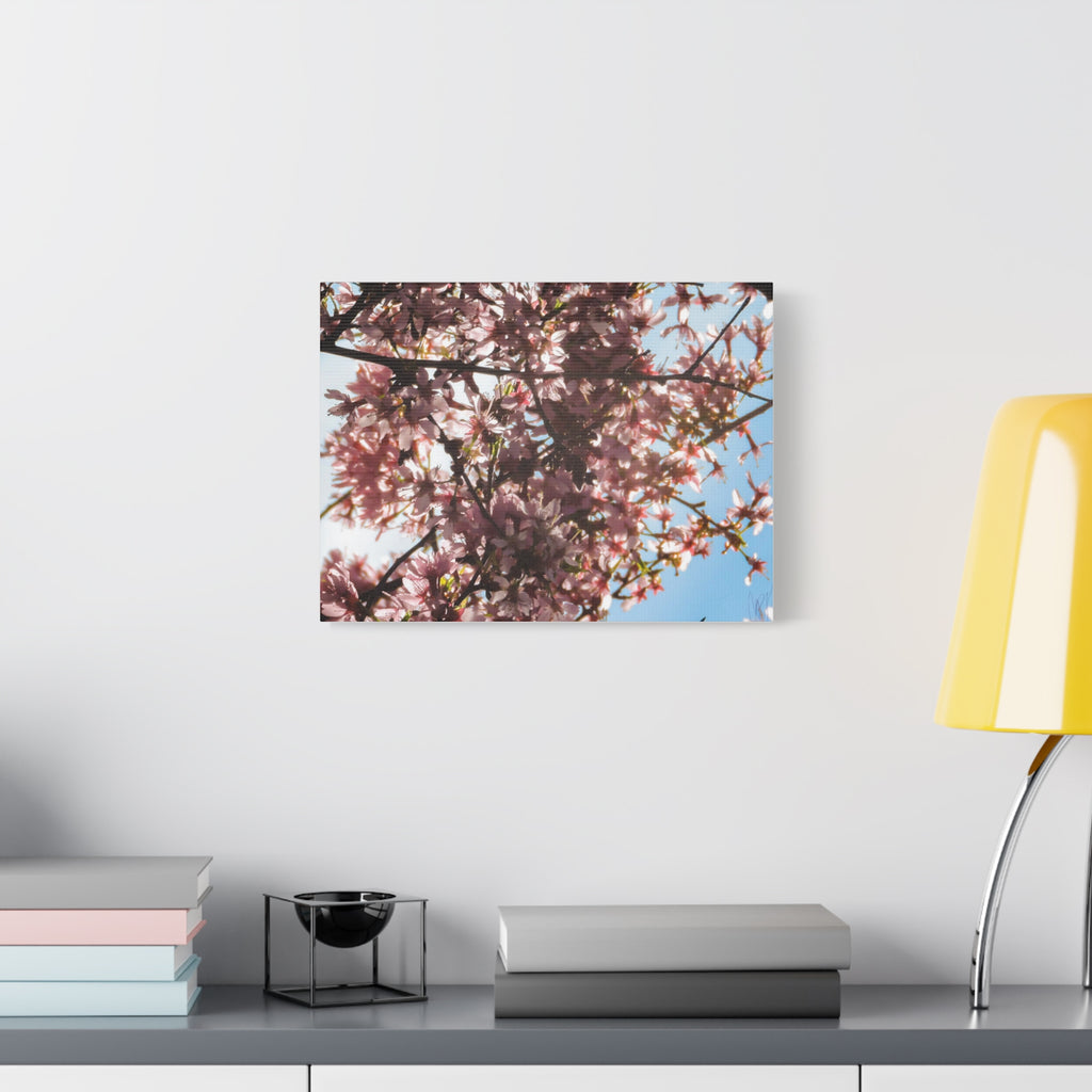 Blossoming Cherry Branches Matte Canvas Print — Spring Floral Wall Art, Stretched 1.25"