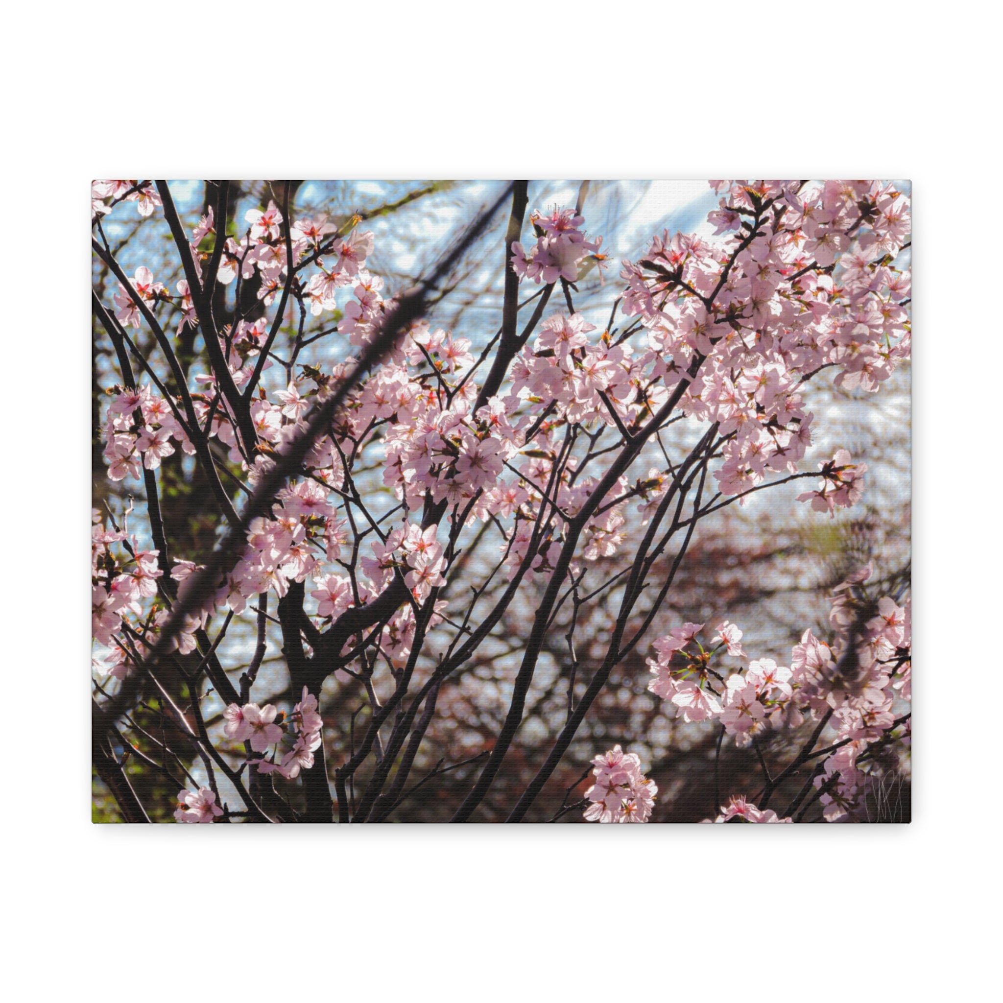 Cherry Blossom Canvas Print — Matte Stretched Wall Art