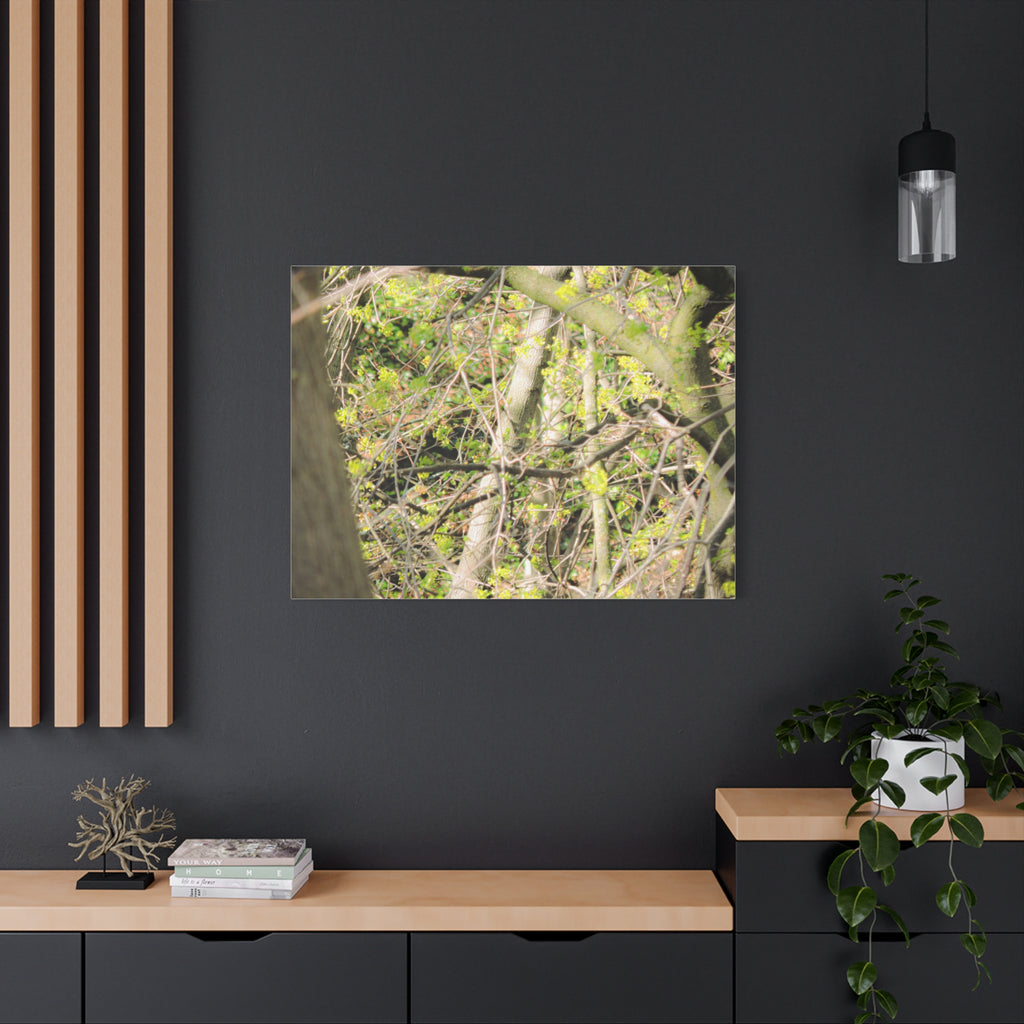 Spring Woodland Canvas Print — Green Tree Branches Matte Stretched Wall Art