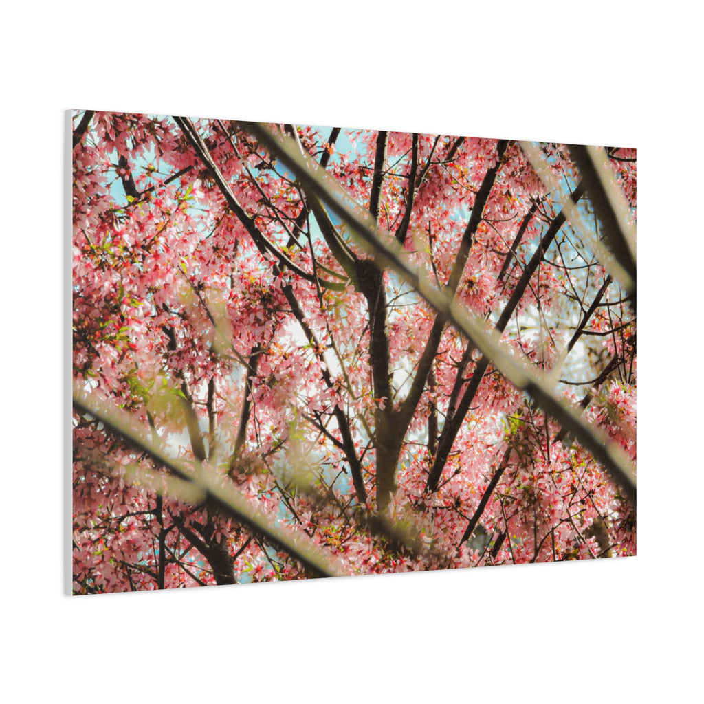 Cherry Blossom Photo Canvas Print | Brookline Spring Wall Art | A‑G Originals