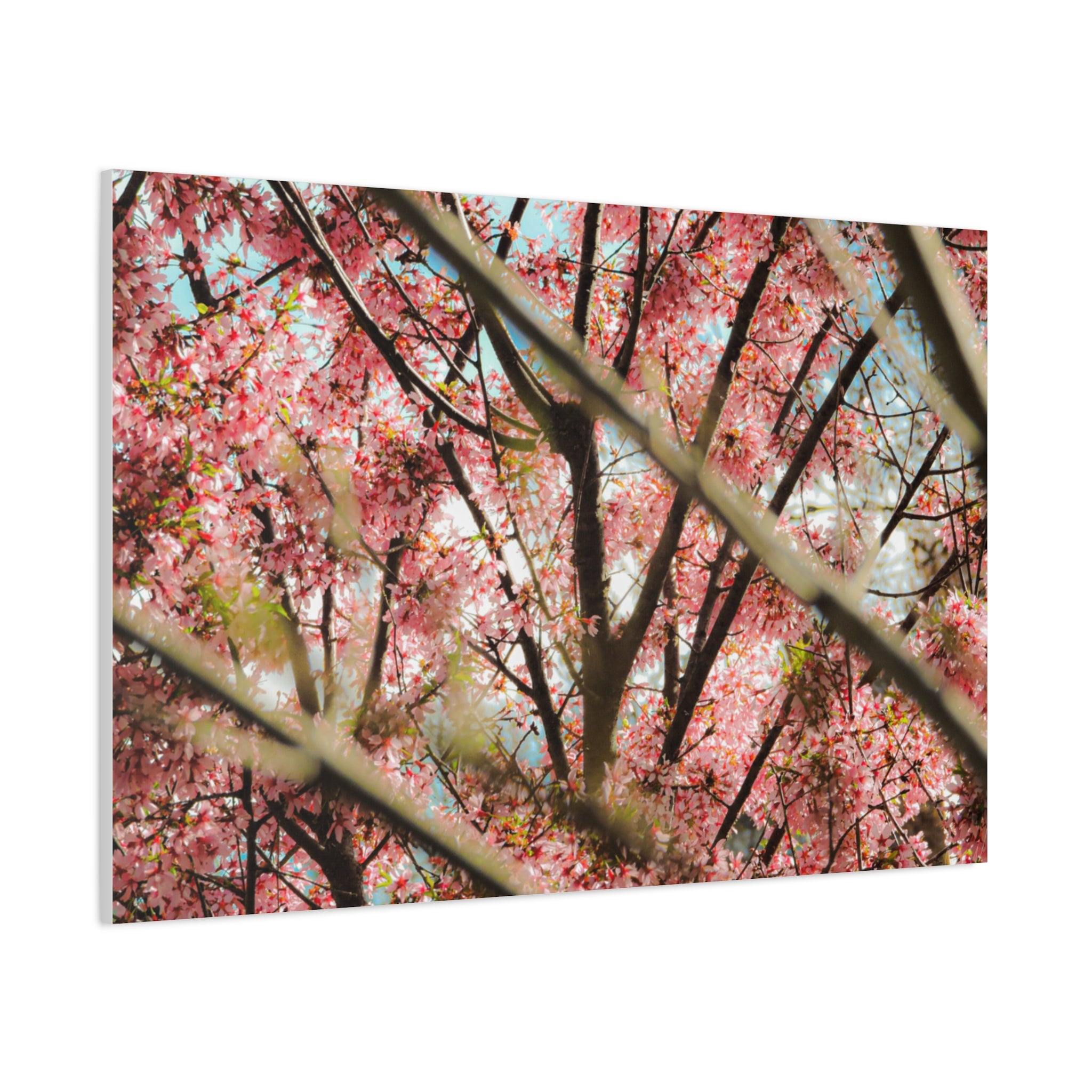 Cherry Blossom Photo Canvas Print | Brookline Spring Wall Art | A‑G Originals