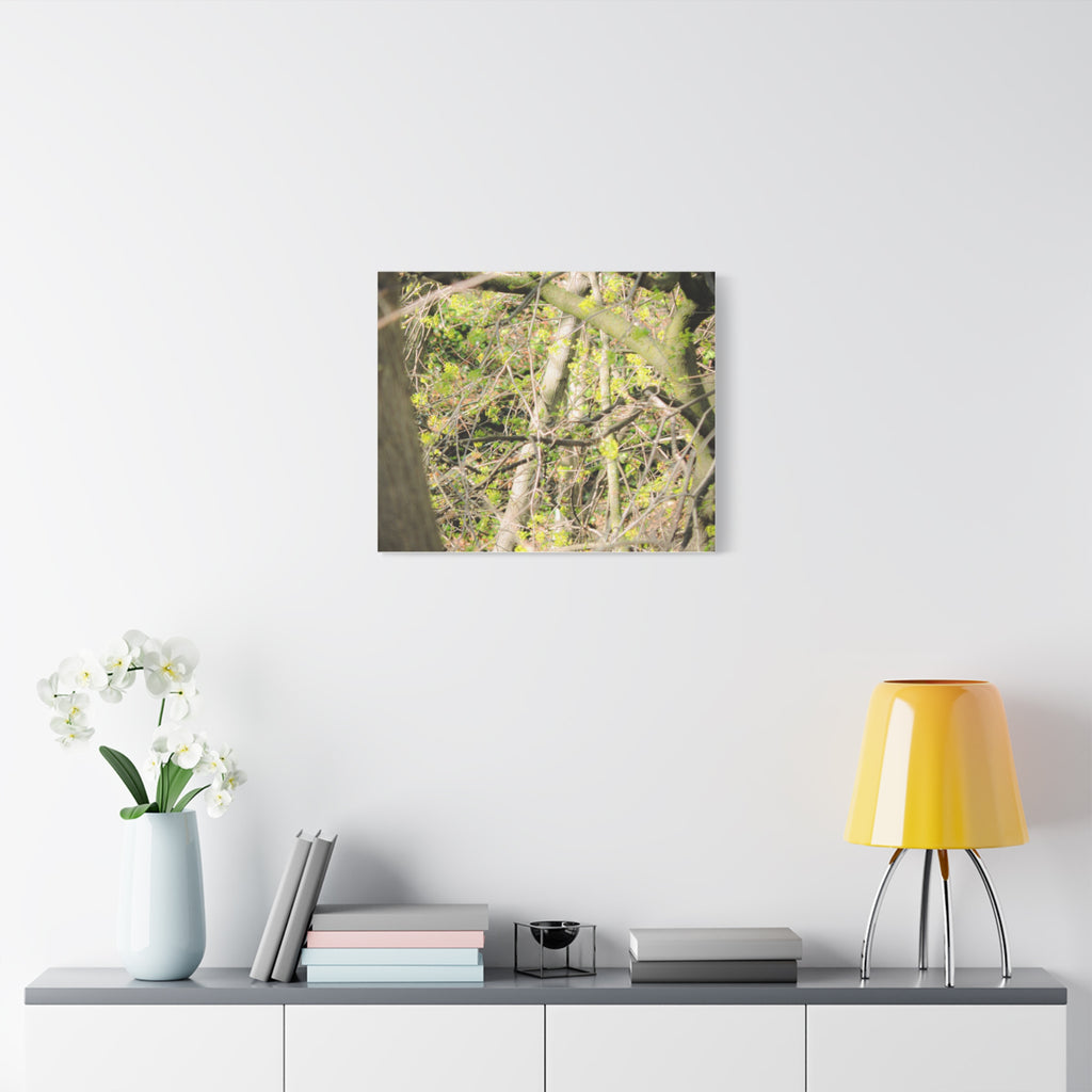 Spring Woodland Canvas Print — Green Tree Branches Matte Stretched Wall Art