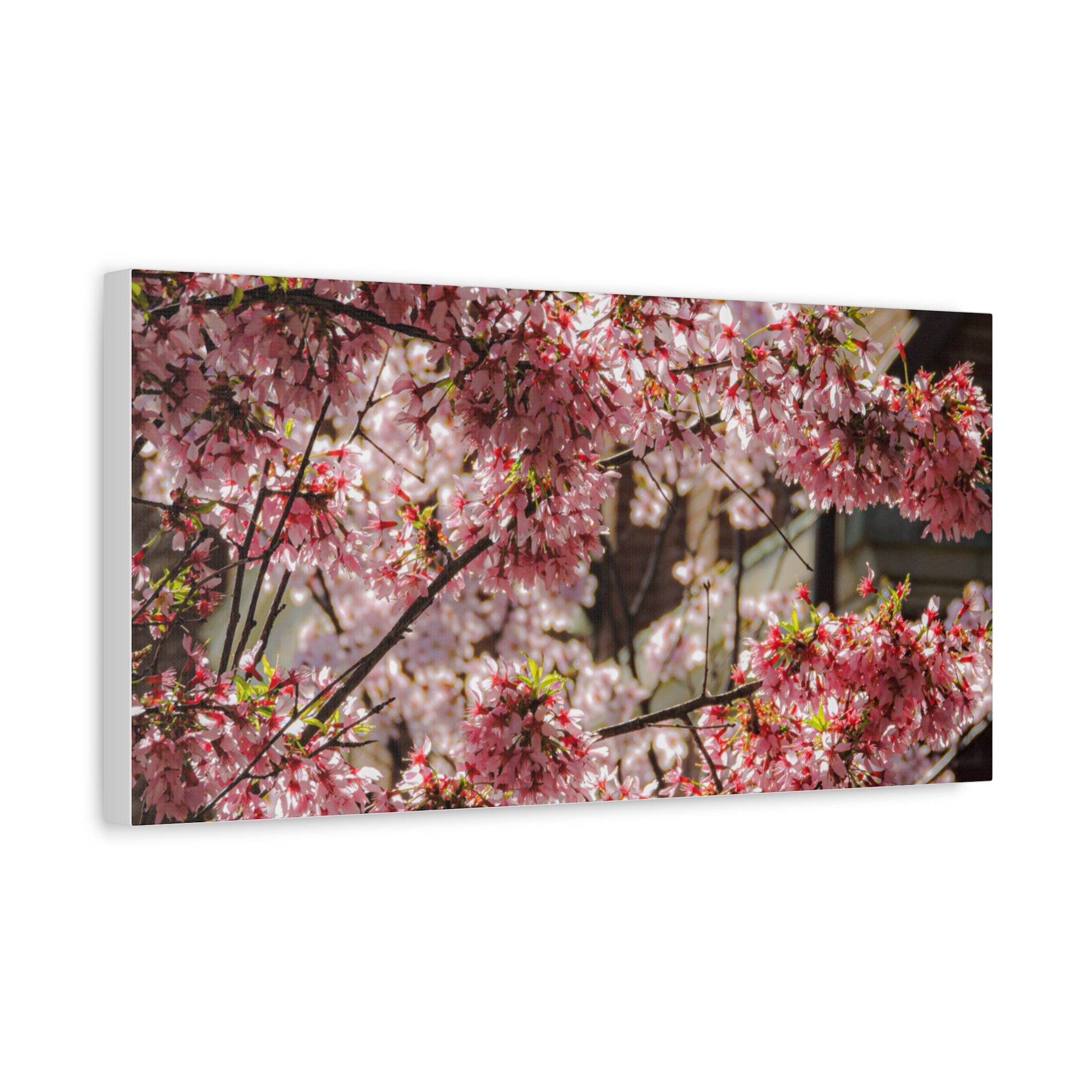 Pink Cherry Blossom Canvas Wall Art — Stretched Matte Floral Print
