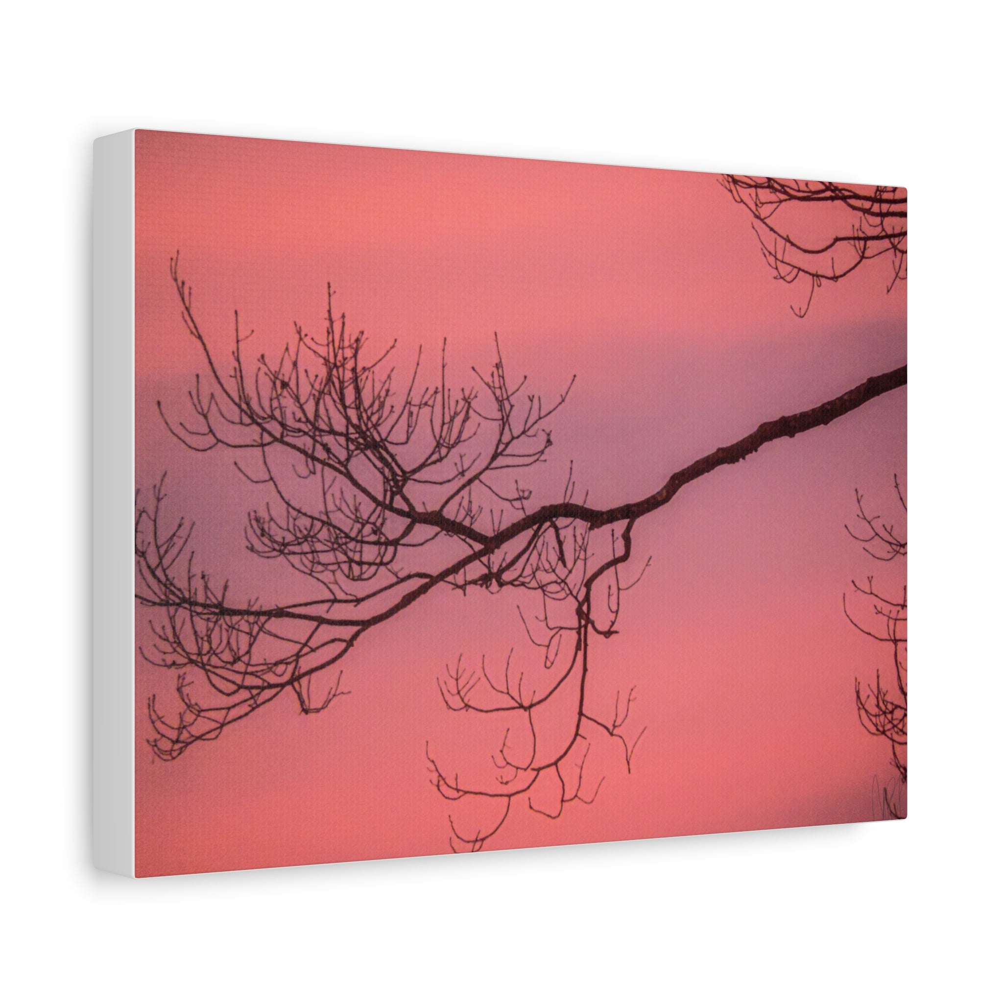 Pink Sunset Tree Canvas Print — Matte Stretched Wall Art