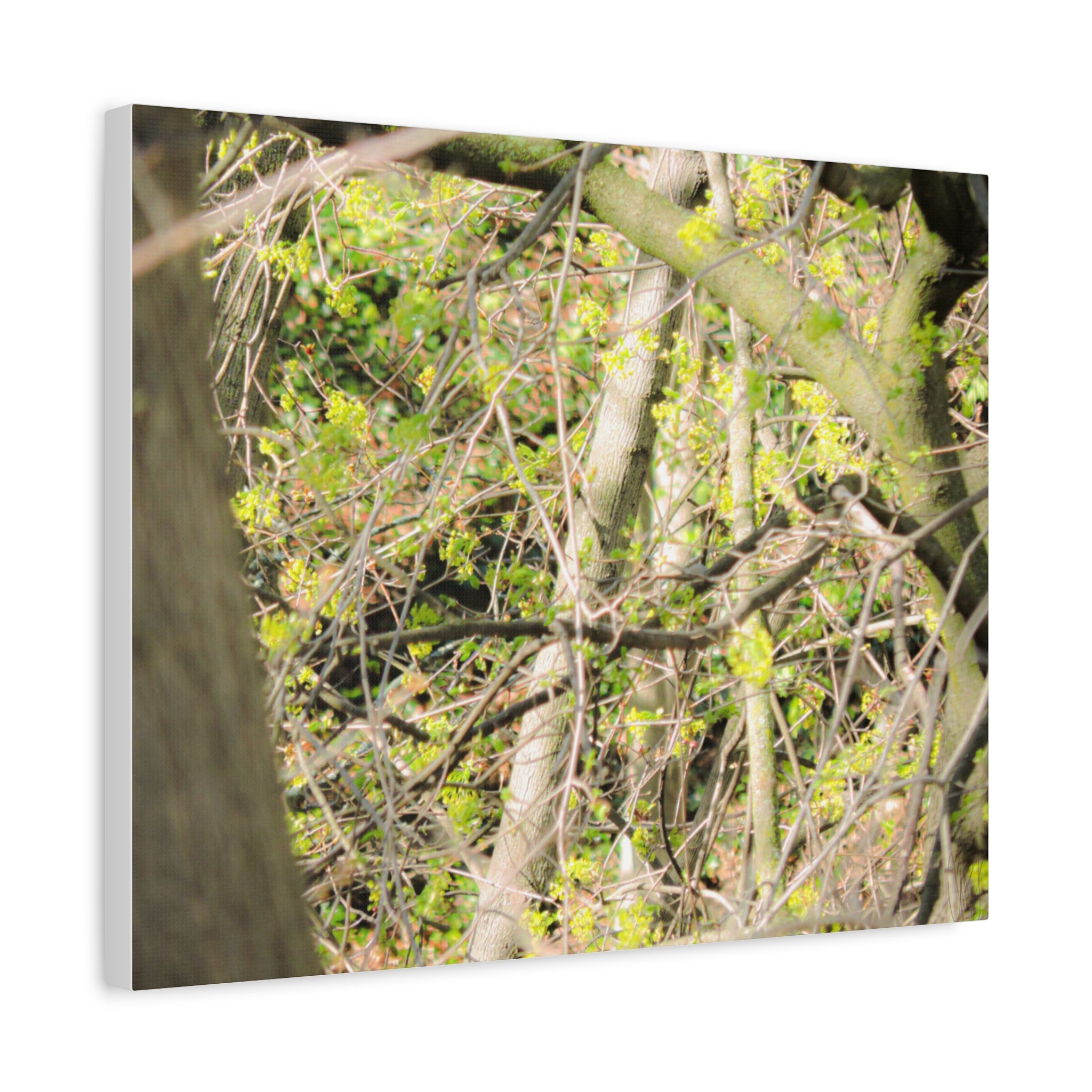 Spring Woodland Canvas Print — Green Tree Branches Matte Stretched Wall Art