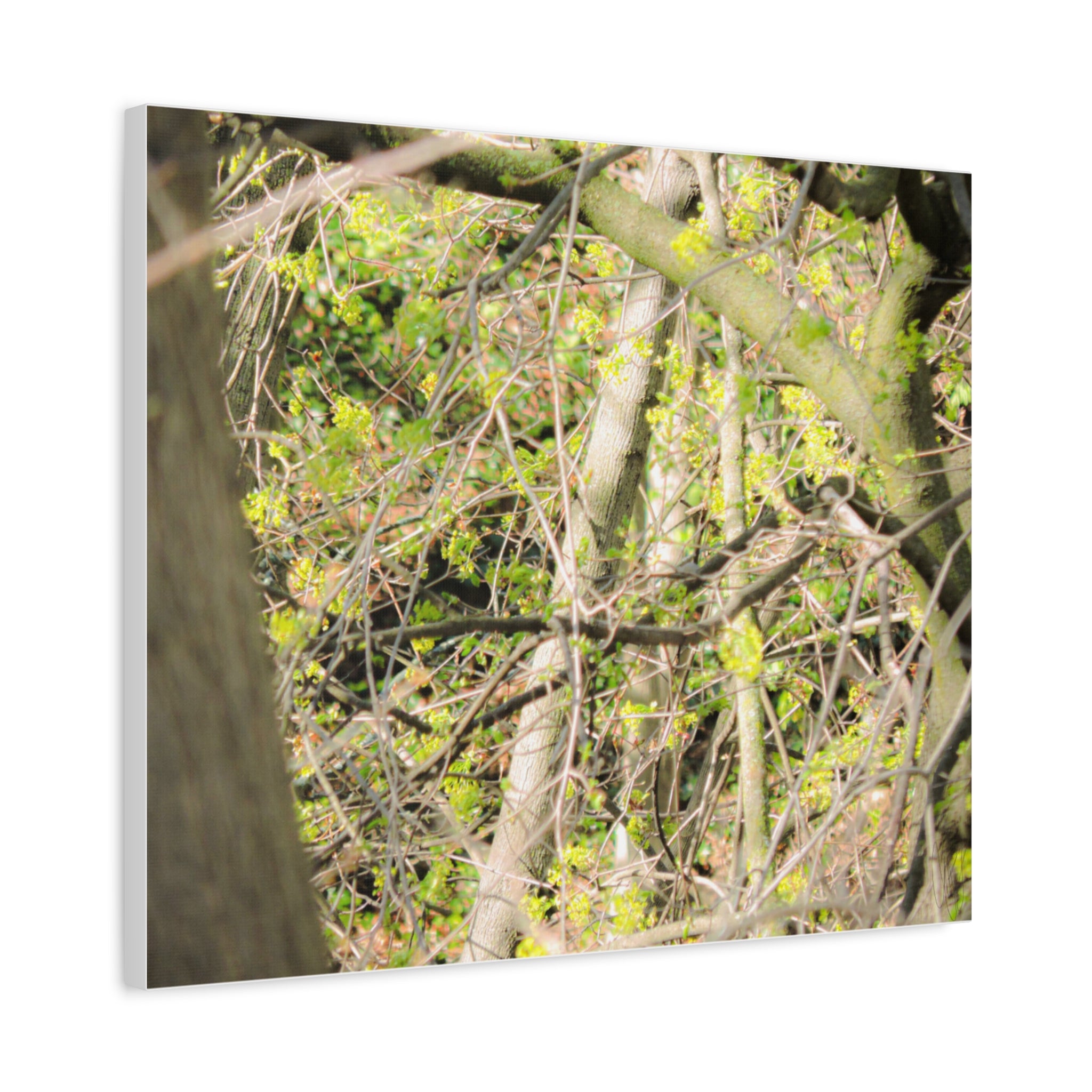 Spring Woodland Canvas Print — Green Tree Branches Matte Stretched Wall Art