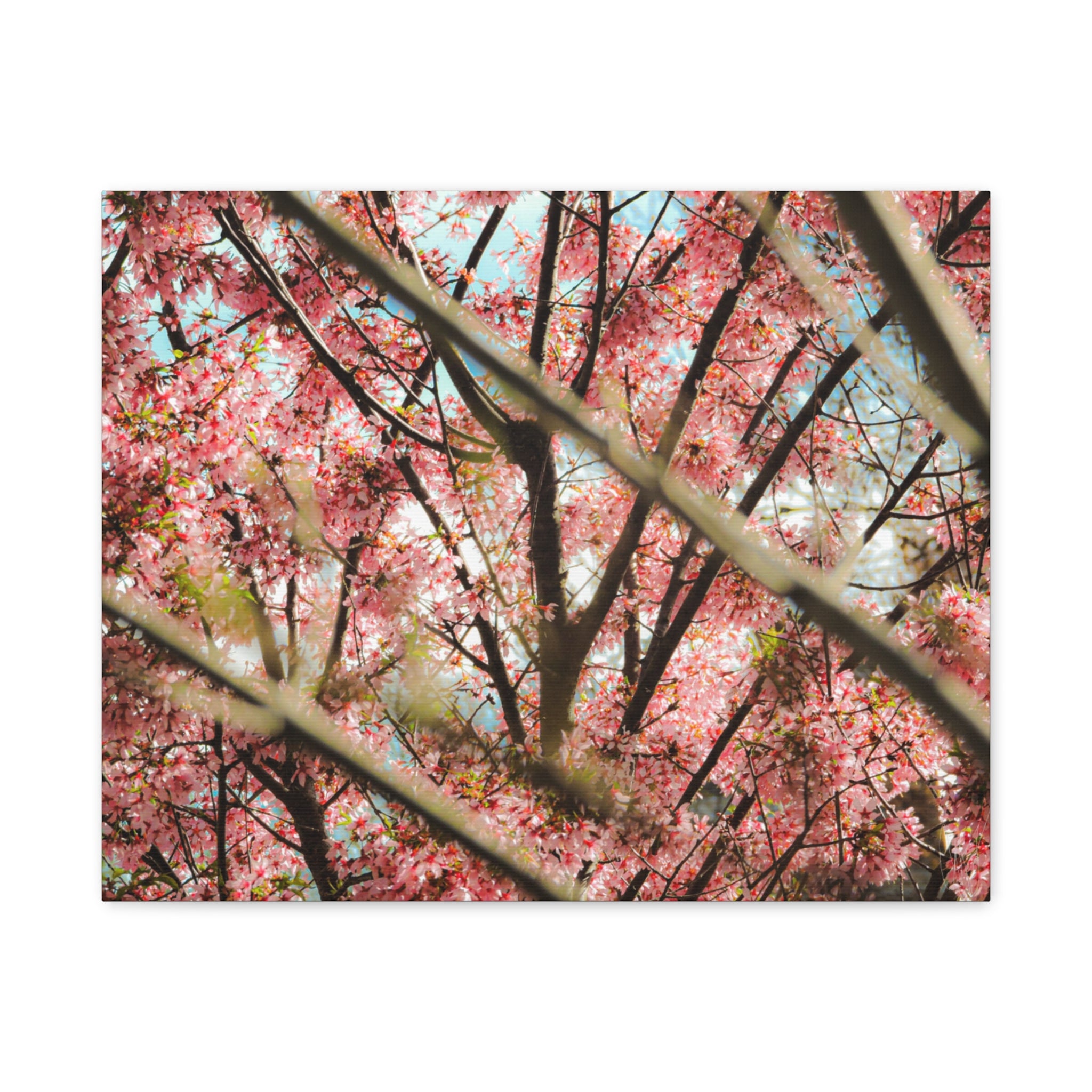 Cherry Blossom Photo Canvas Print | Brookline Spring Wall Art | A‑G Originals
