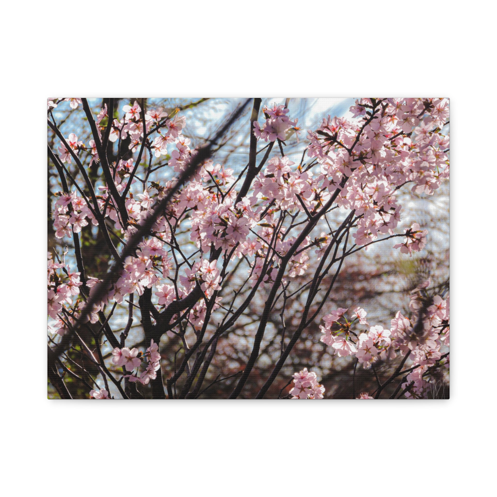 Cherry Blossom Canvas Print — Matte Stretched Wall Art