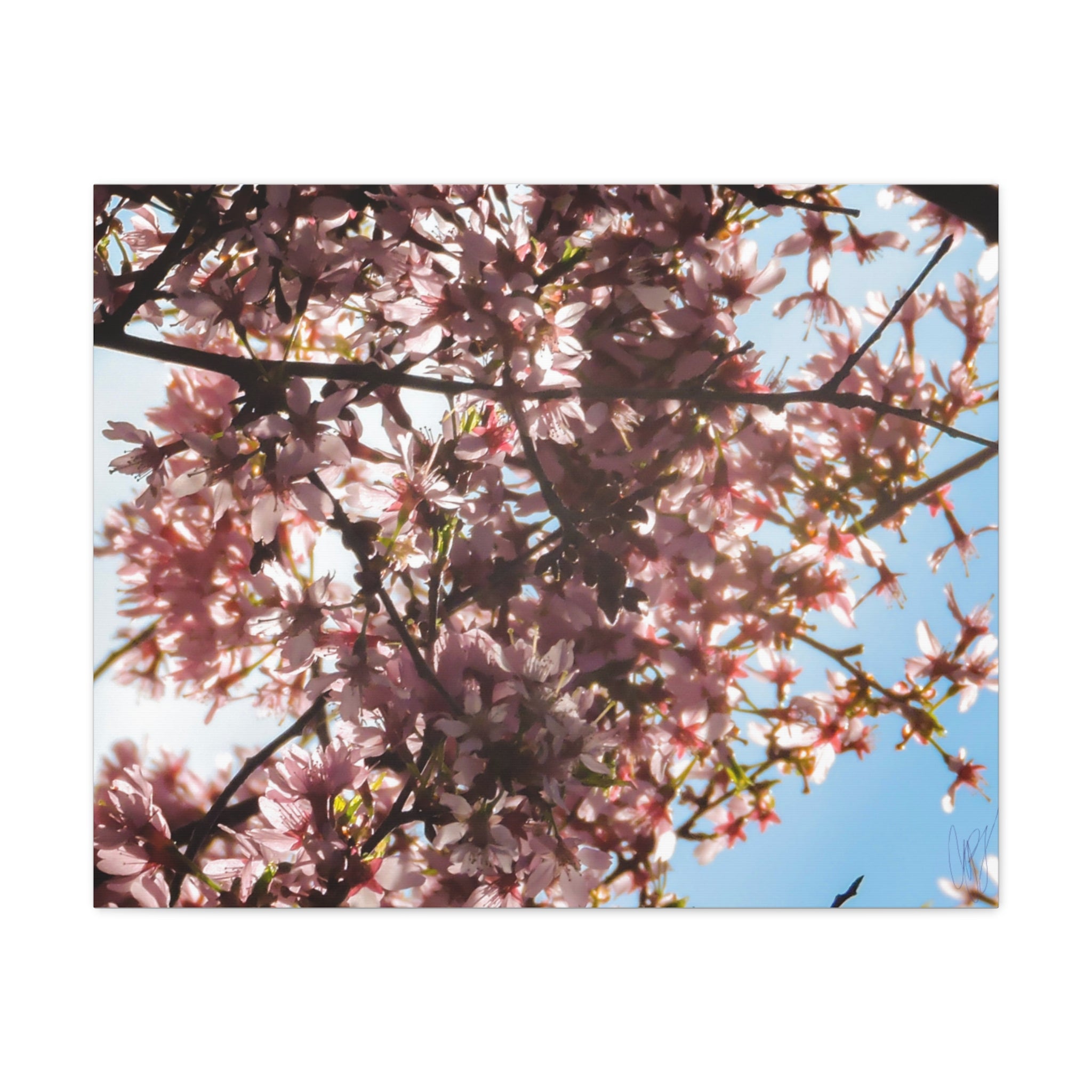 Blossoming Cherry Branches Matte Canvas Print — Spring Floral Wall Art, Stretched 1.25"