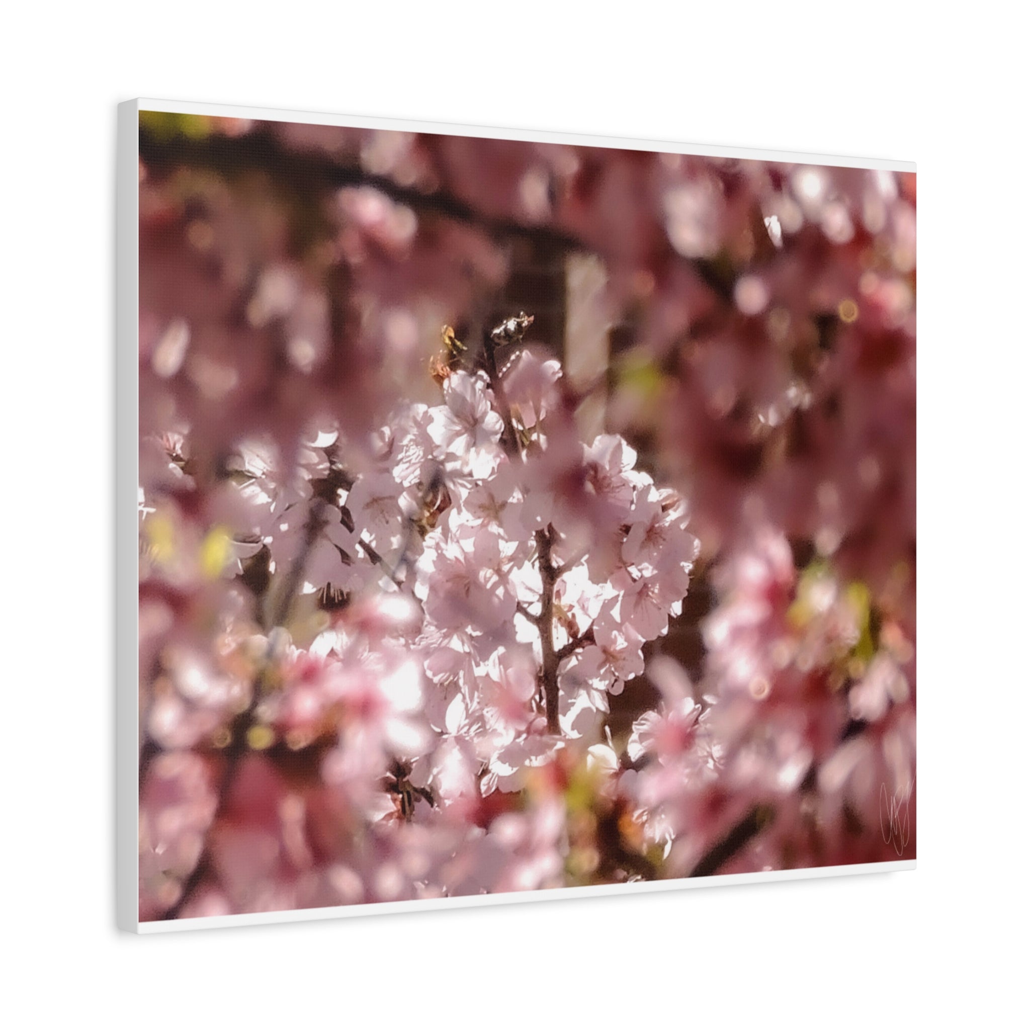 Blush Cherry Blossom Matte Canvas Print — Spring Floral Wall Art (Stretched 1.25")
