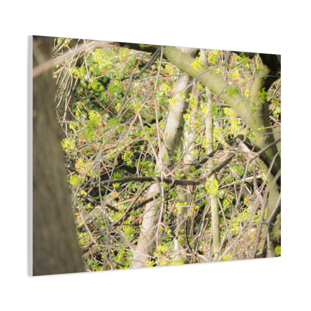 Spring Woodland Canvas Print — Green Tree Branches Matte Stretched Wall Art