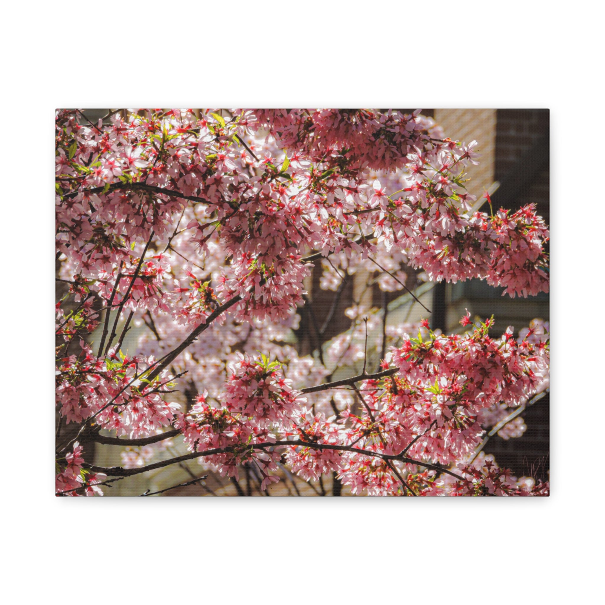 Pink Cherry Blossom Canvas Wall Art — Stretched Matte Floral Print
