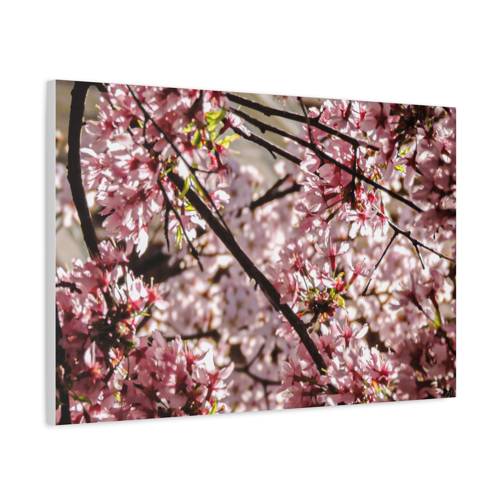 Blossom Cherry Tree Canvas Print – Matte Stretched Wall Art