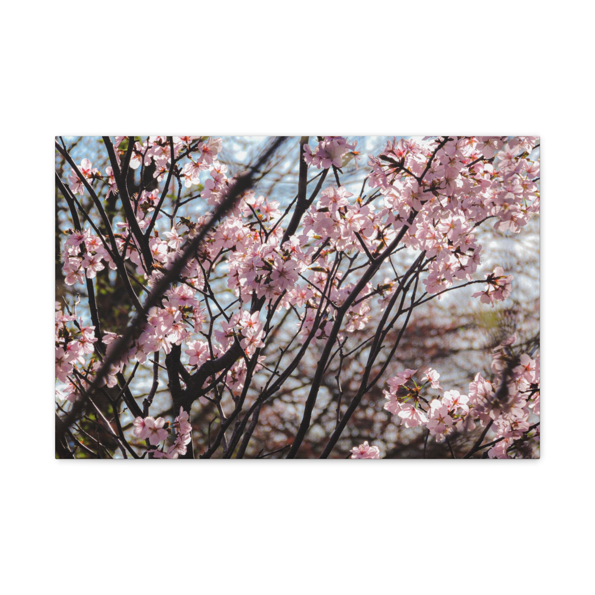 Cherry Blossom Canvas Print — Matte Stretched Wall Art