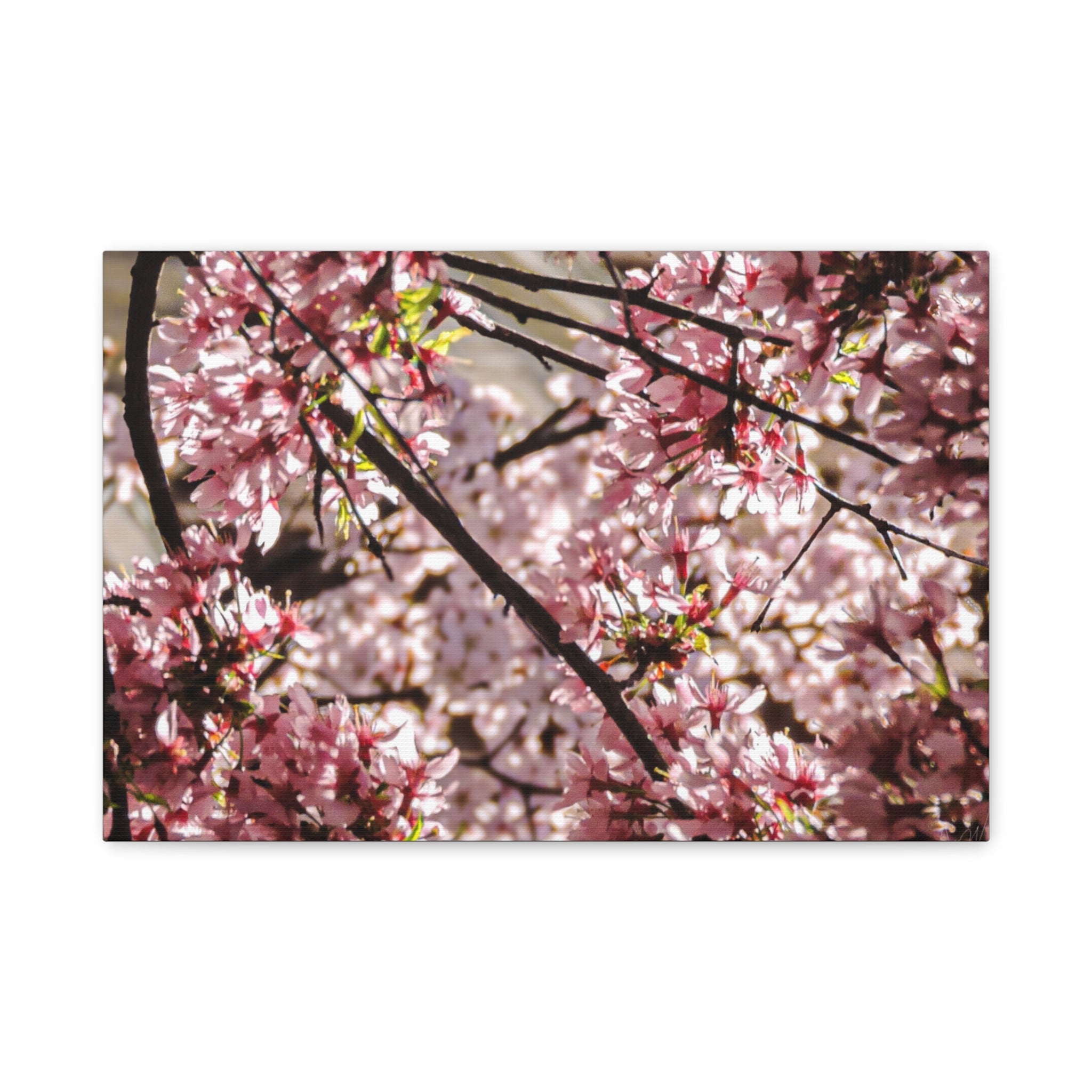 Blossom Cherry Tree Canvas Print – Matte Stretched Wall Art