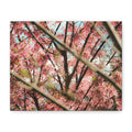 Cherry Blossom Photo Canvas Print — Stretched Matte Wall Art