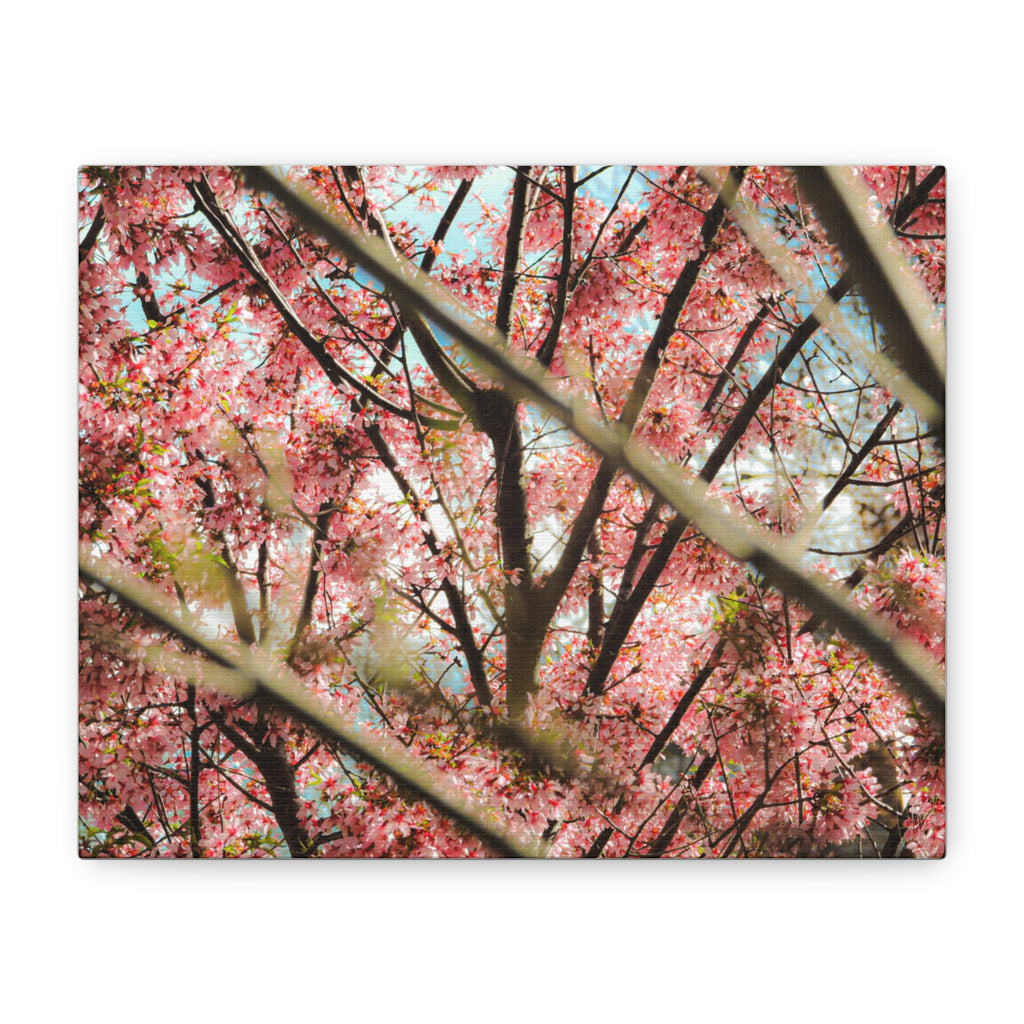 Cherry Blossom Photo Canvas Print | Brookline Spring Wall Art | A‑G Originals