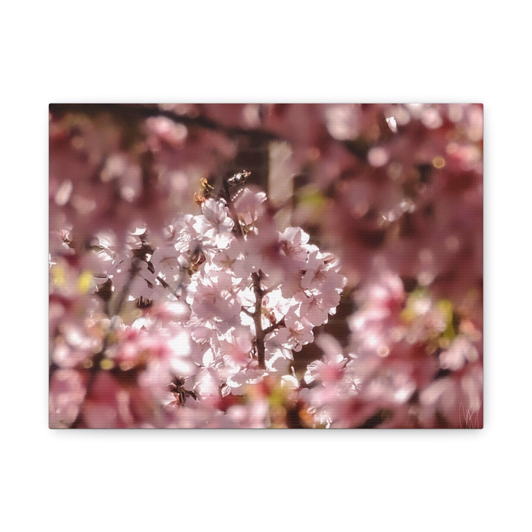 Blush Cherry Blossom Matte Canvas Print — Spring Floral Wall Art (Stretched 1.25")