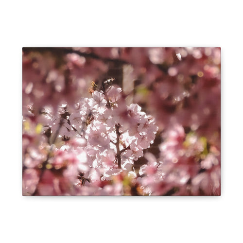 Blush Cherry Blossom Matte Canvas Print — Spring Floral Wall Art (Stretched 1.25")