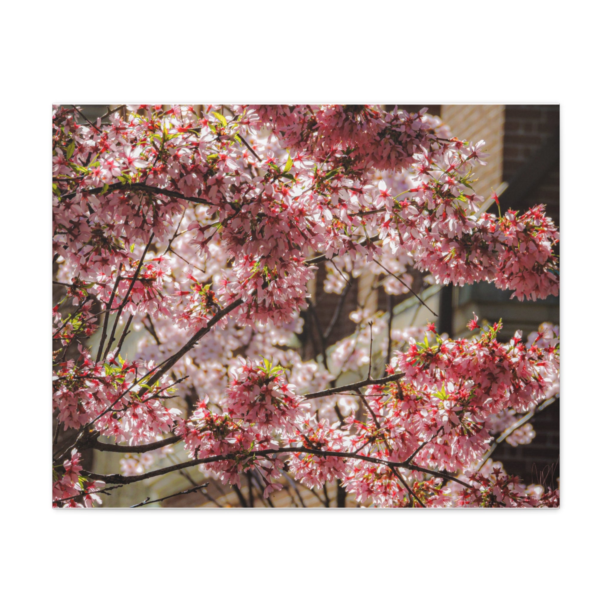 Pink Cherry Blossom Canvas Wall Art — Stretched Matte Floral Print