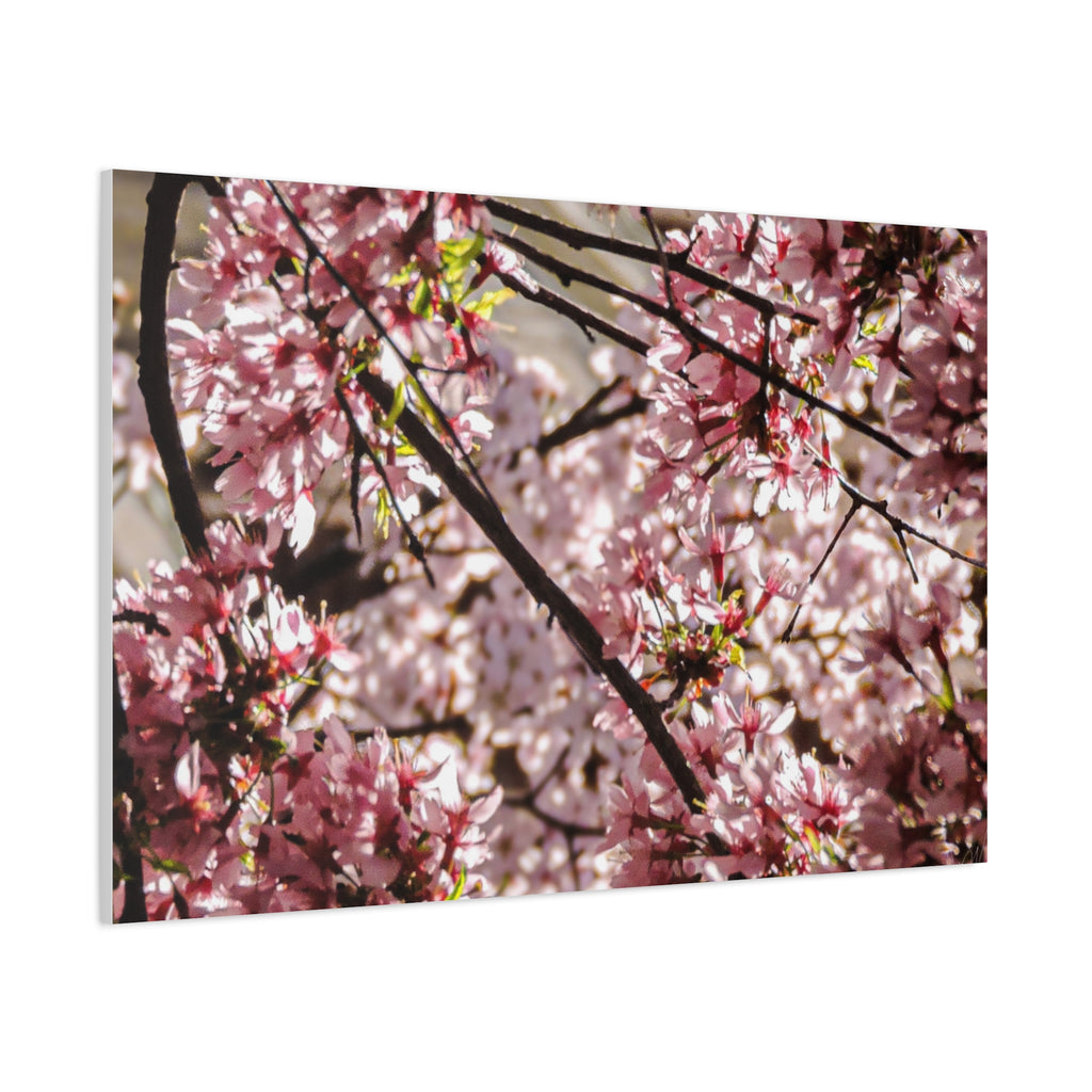 Blossom Cherry Tree Canvas Print – Matte Stretched Wall Art
