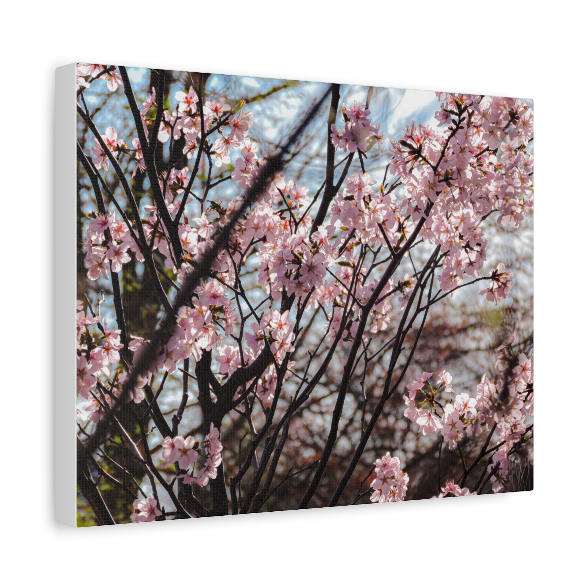 Cherry Blossom Canvas Print — Matte Stretched Wall Art
