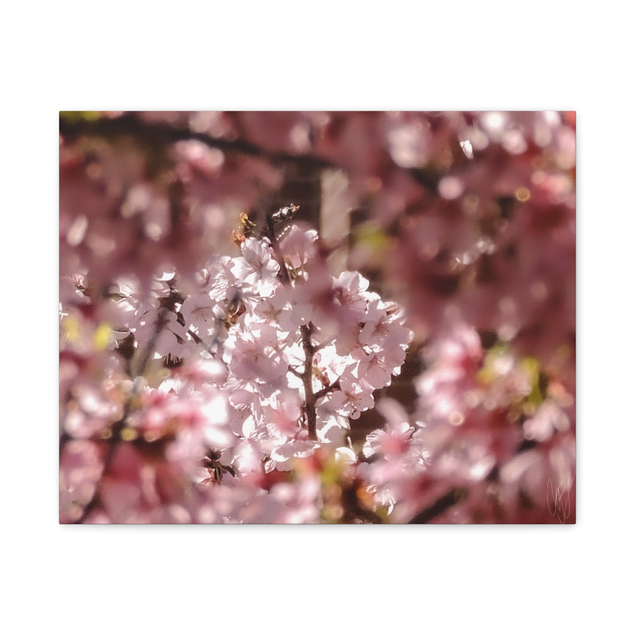 Blush Cherry Blossom Matte Canvas Print — Spring Floral Wall Art (Stretched 1.25")