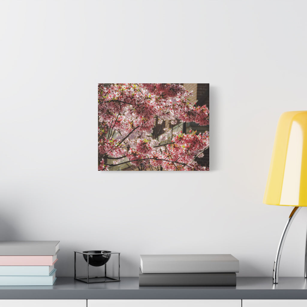Pink Cherry Blossom Canvas Wall Art — Stretched Matte Floral Print