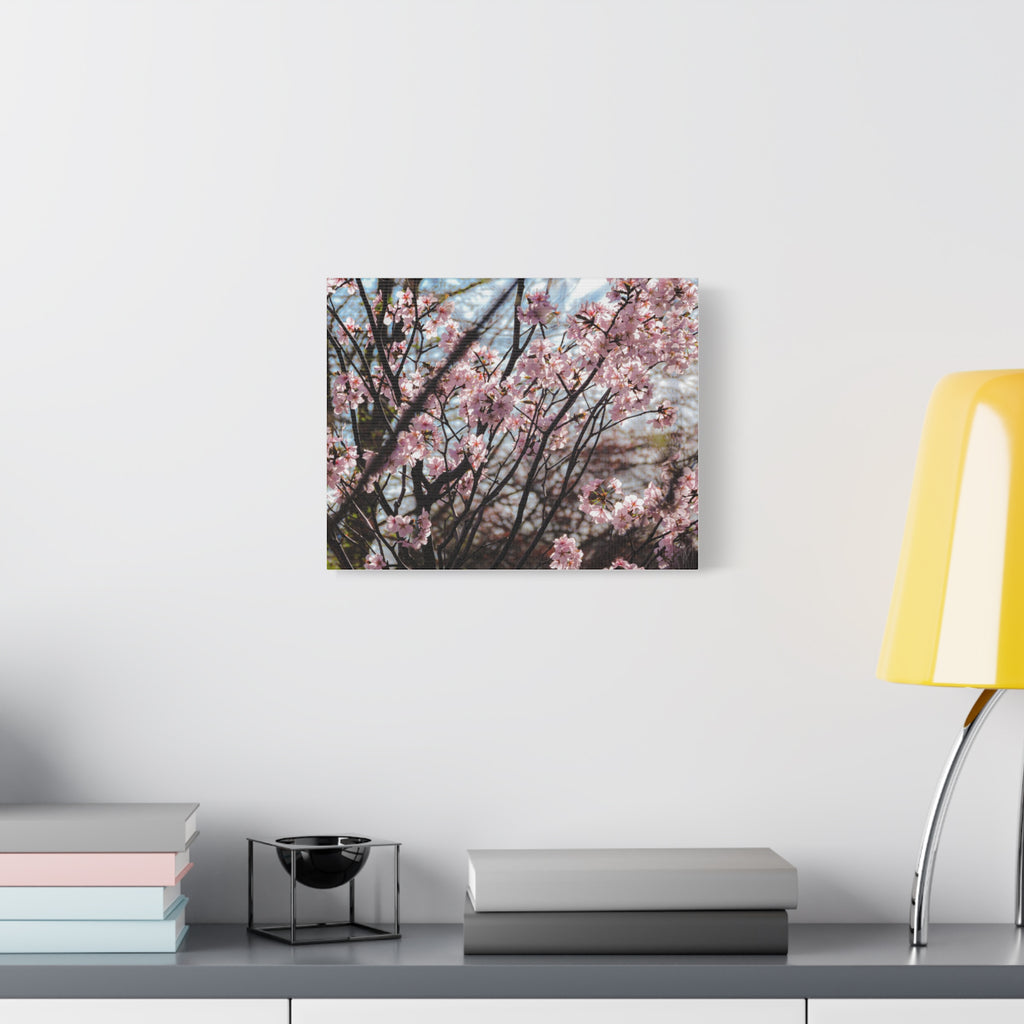 Cherry Blossom Canvas Print — Matte Stretched Wall Art