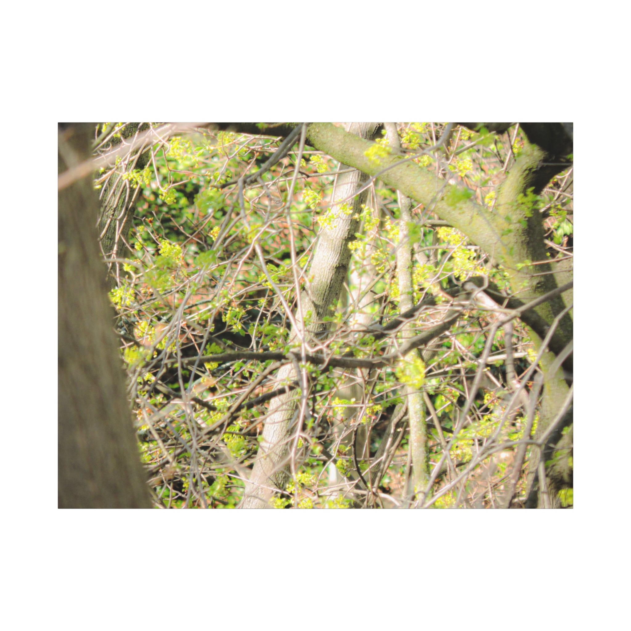 Spring Woodland Canvas Print — Green Tree Branches Matte Stretched Wall Art