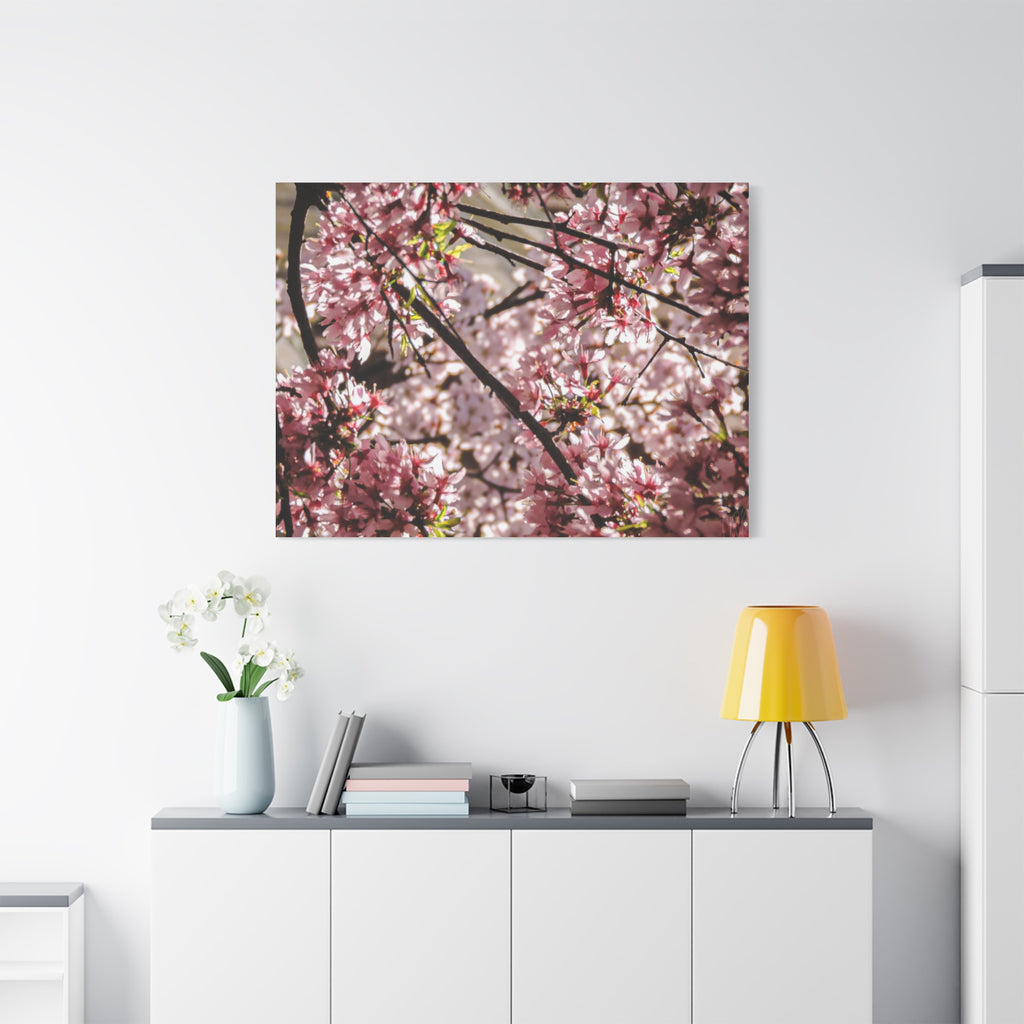 Blossom Cherry Tree Canvas Print – Matte Stretched Wall Art