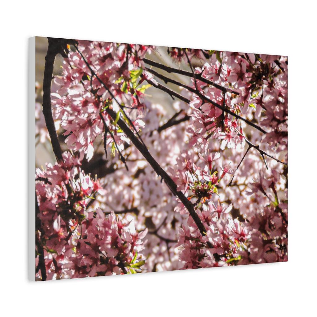 Blossom Cherry Tree Canvas Print – Matte Stretched Wall Art
