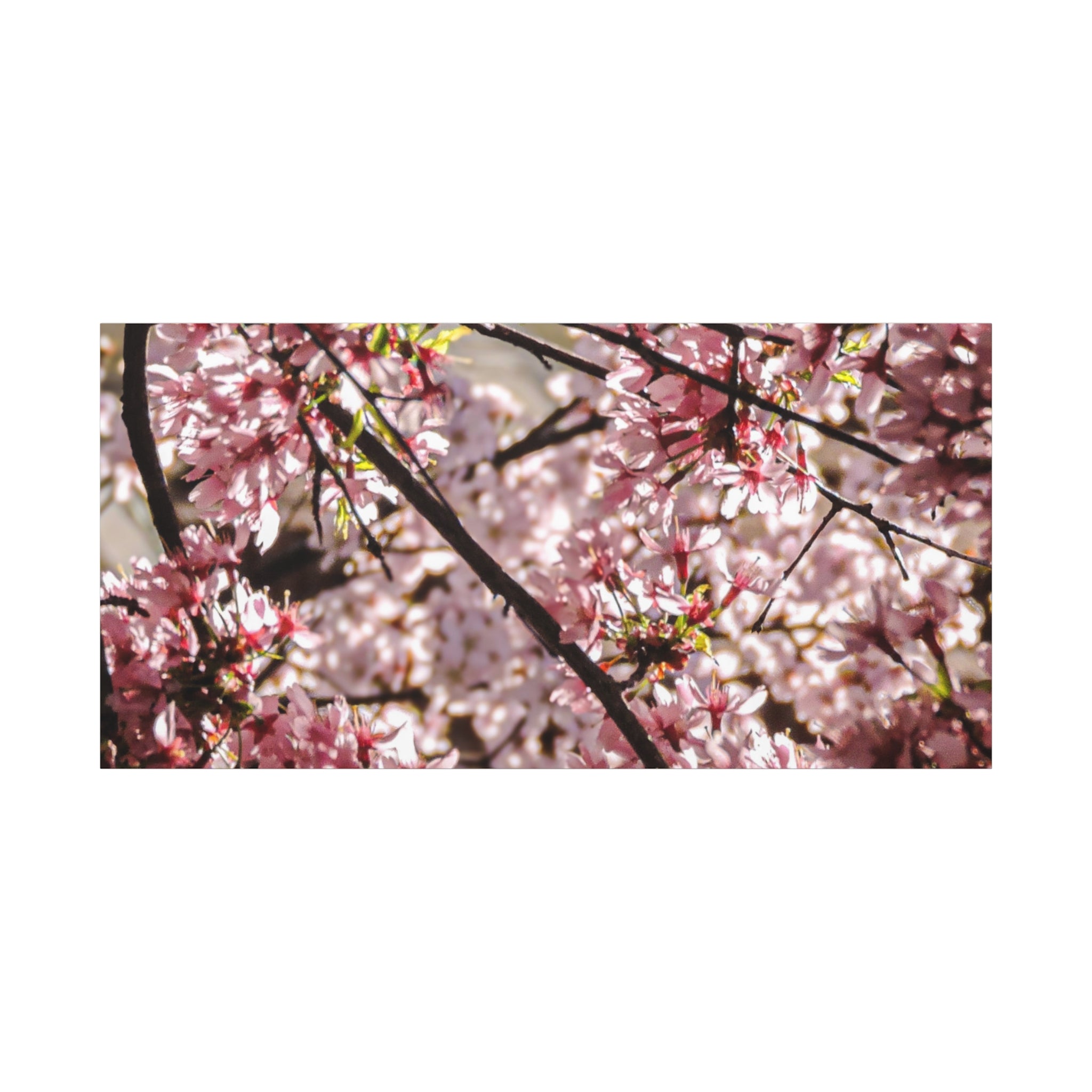 Blossom Cherry Tree Canvas Print – Matte Stretched Wall Art