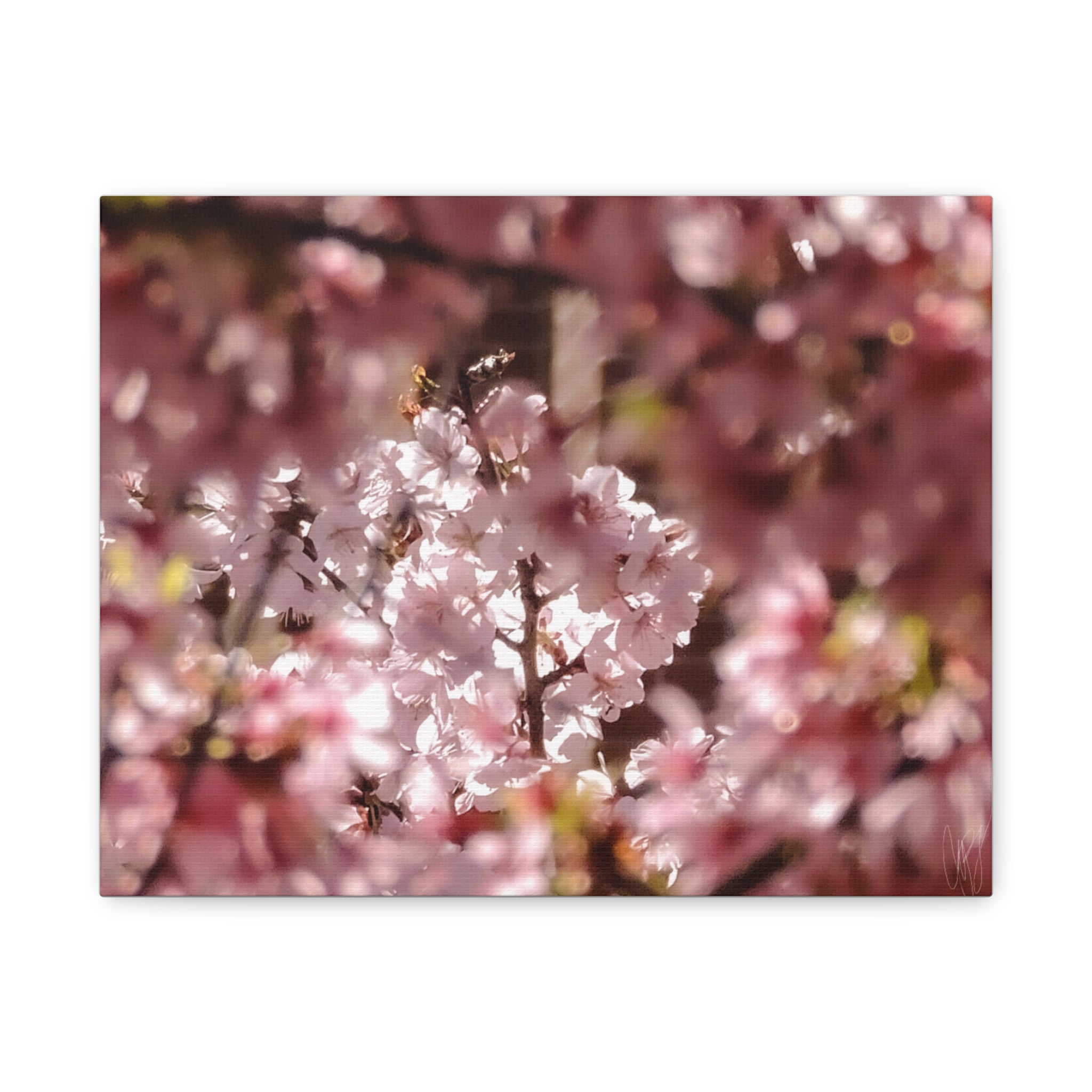 Blush Cherry Blossom Matte Canvas Print — Spring Floral Wall Art (Stretched 1.25")