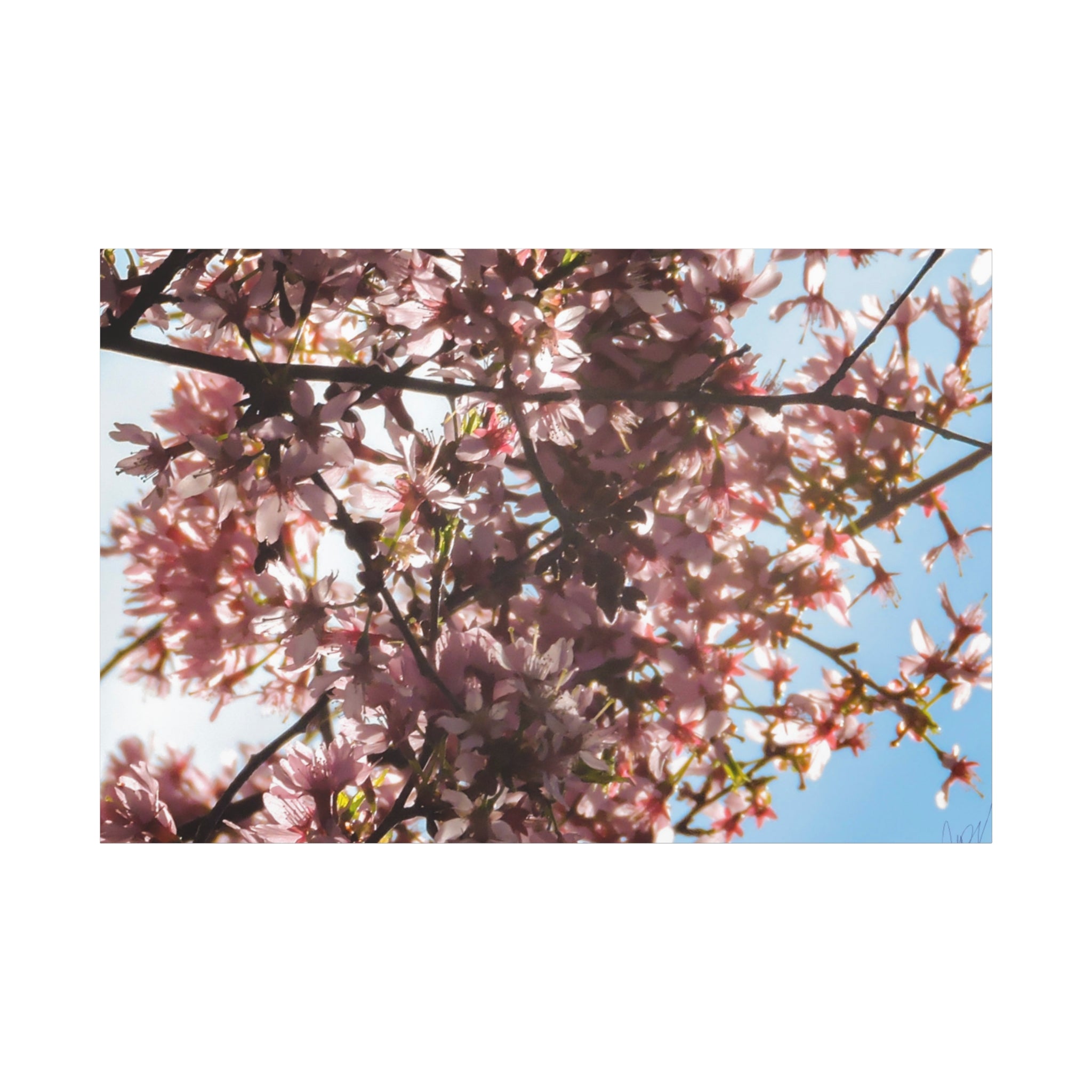 Blossoming Cherry Branches Matte Canvas Print — Spring Floral Wall Art, Stretched 1.25"