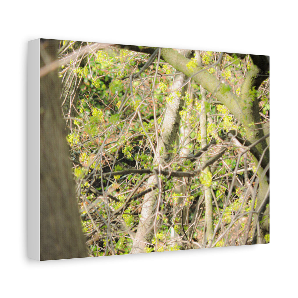 Spring Woodland Canvas Print — Green Tree Branches Matte Stretched Wall Art