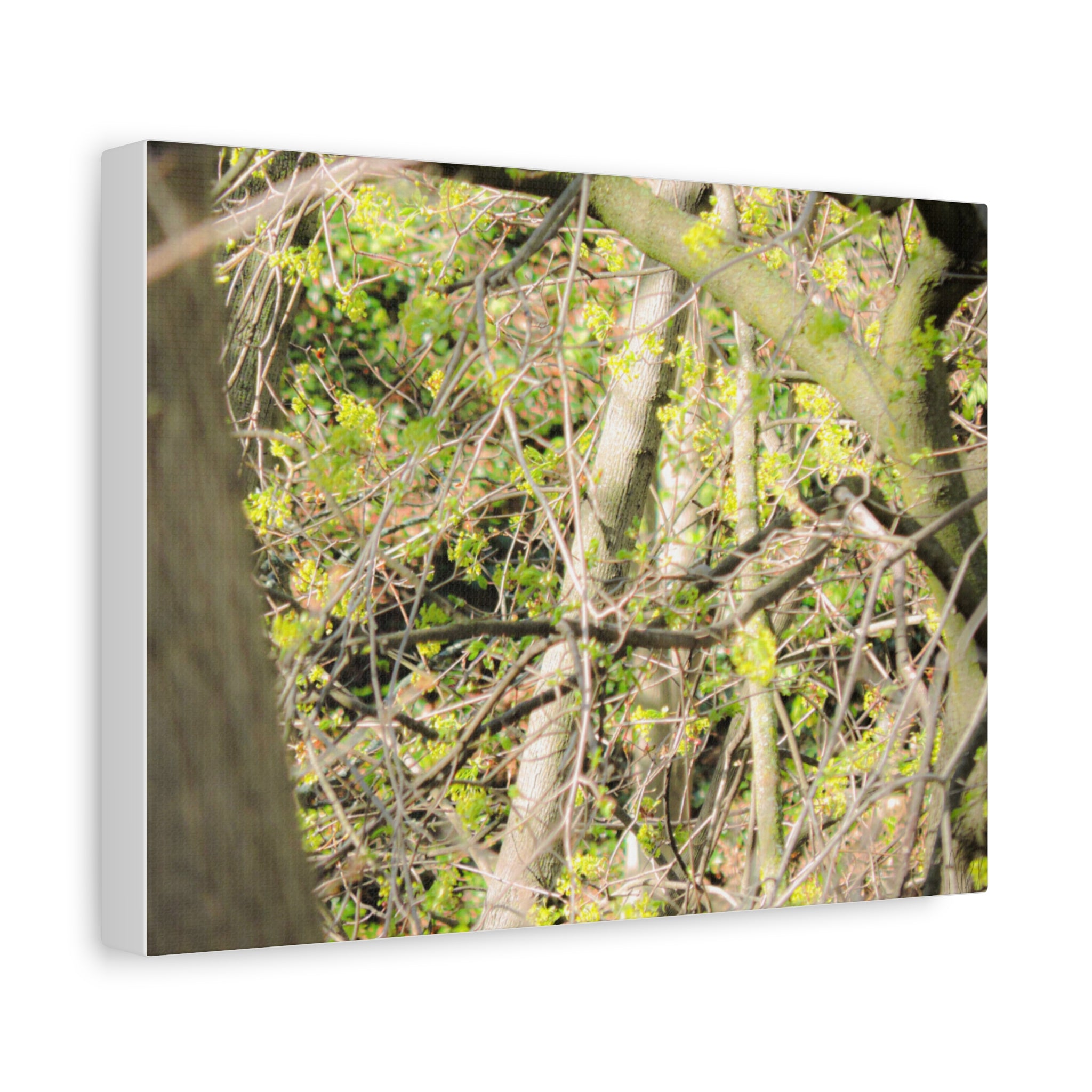 Spring Woodland Canvas Print — Green Tree Branches Matte Stretched Wall Art