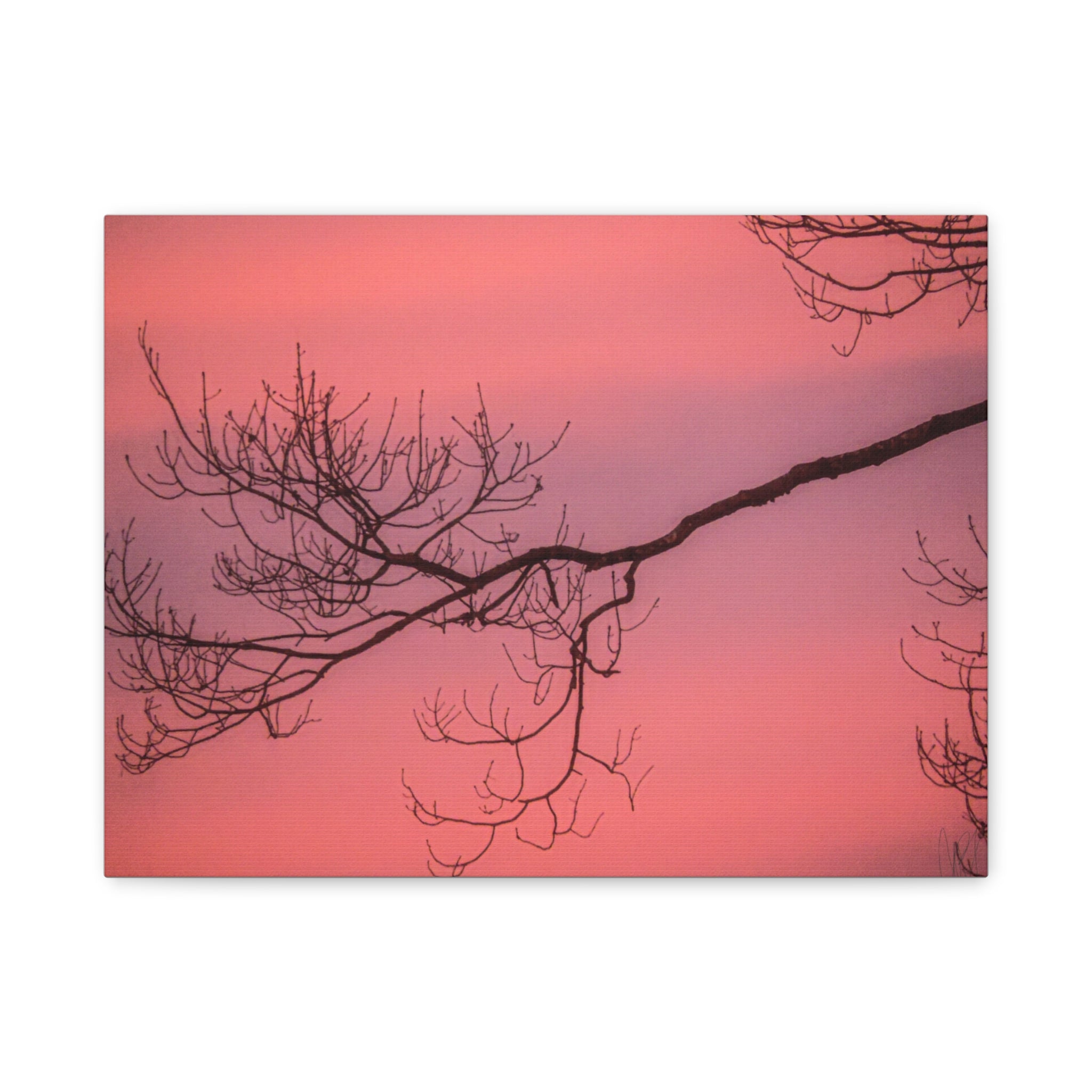 Pink Sunset Tree Canvas Print — Matte Stretched Wall Art