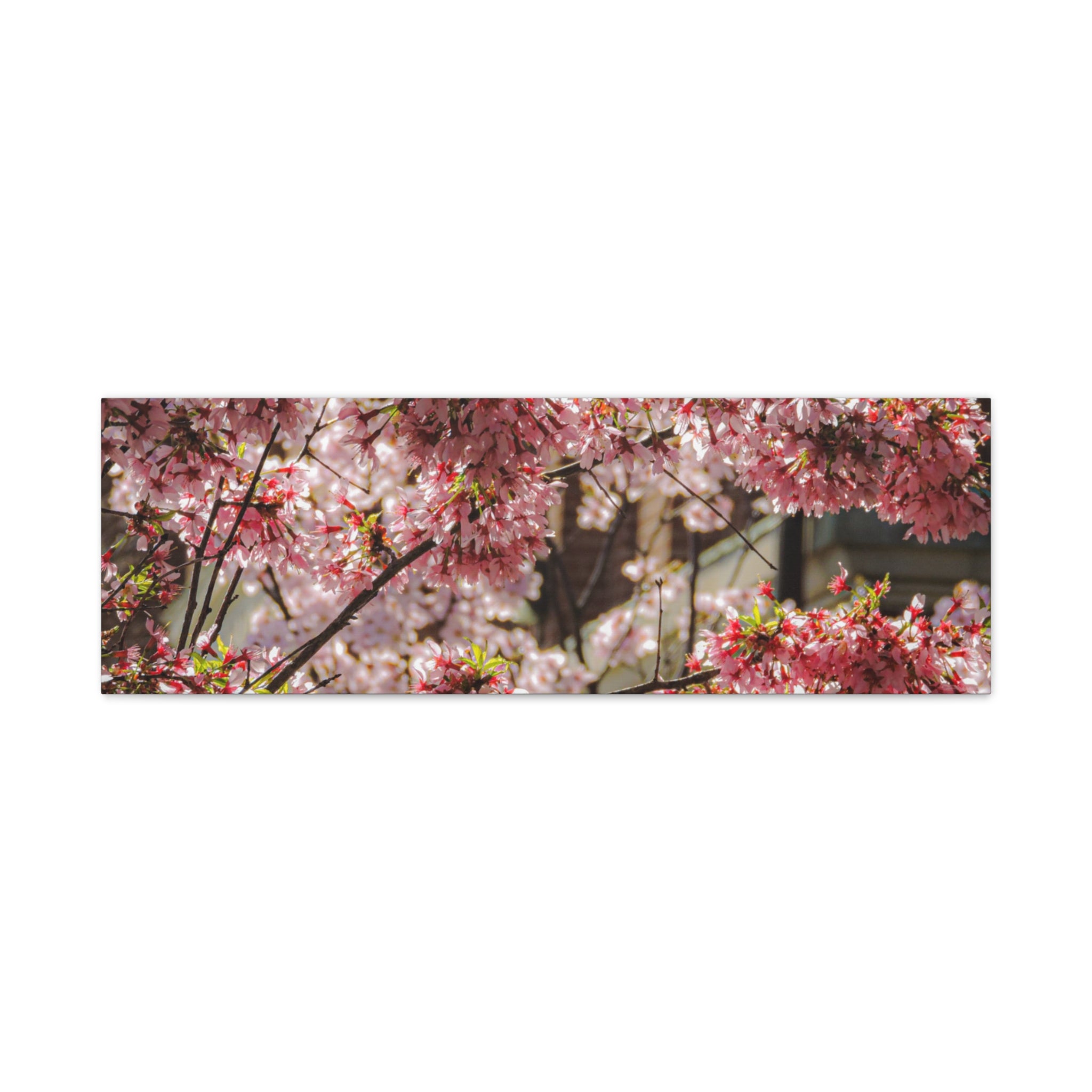Pink Cherry Blossom Canvas Wall Art — Stretched Matte Floral Print