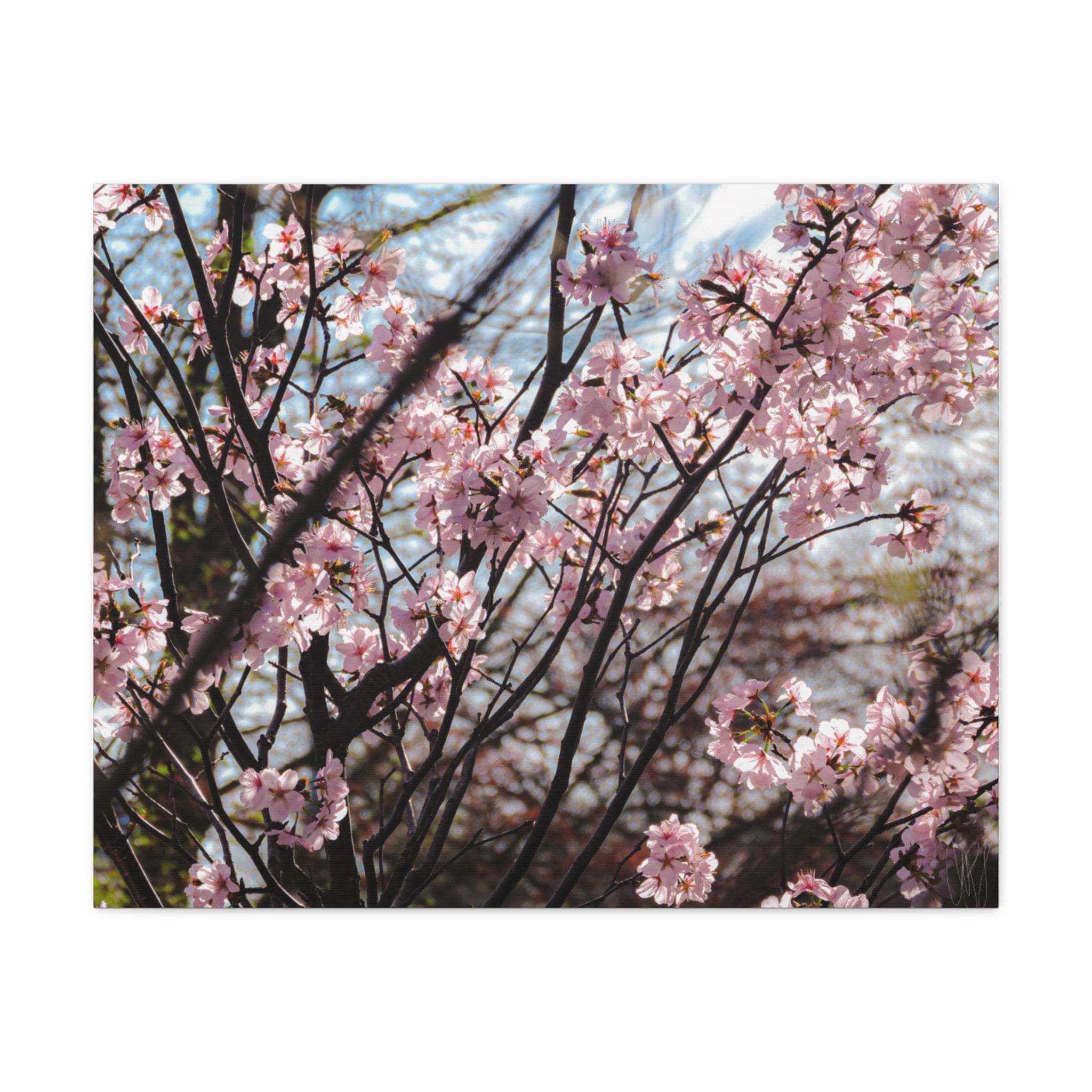 Cherry Blossom Canvas Print — Matte Stretched Wall Art