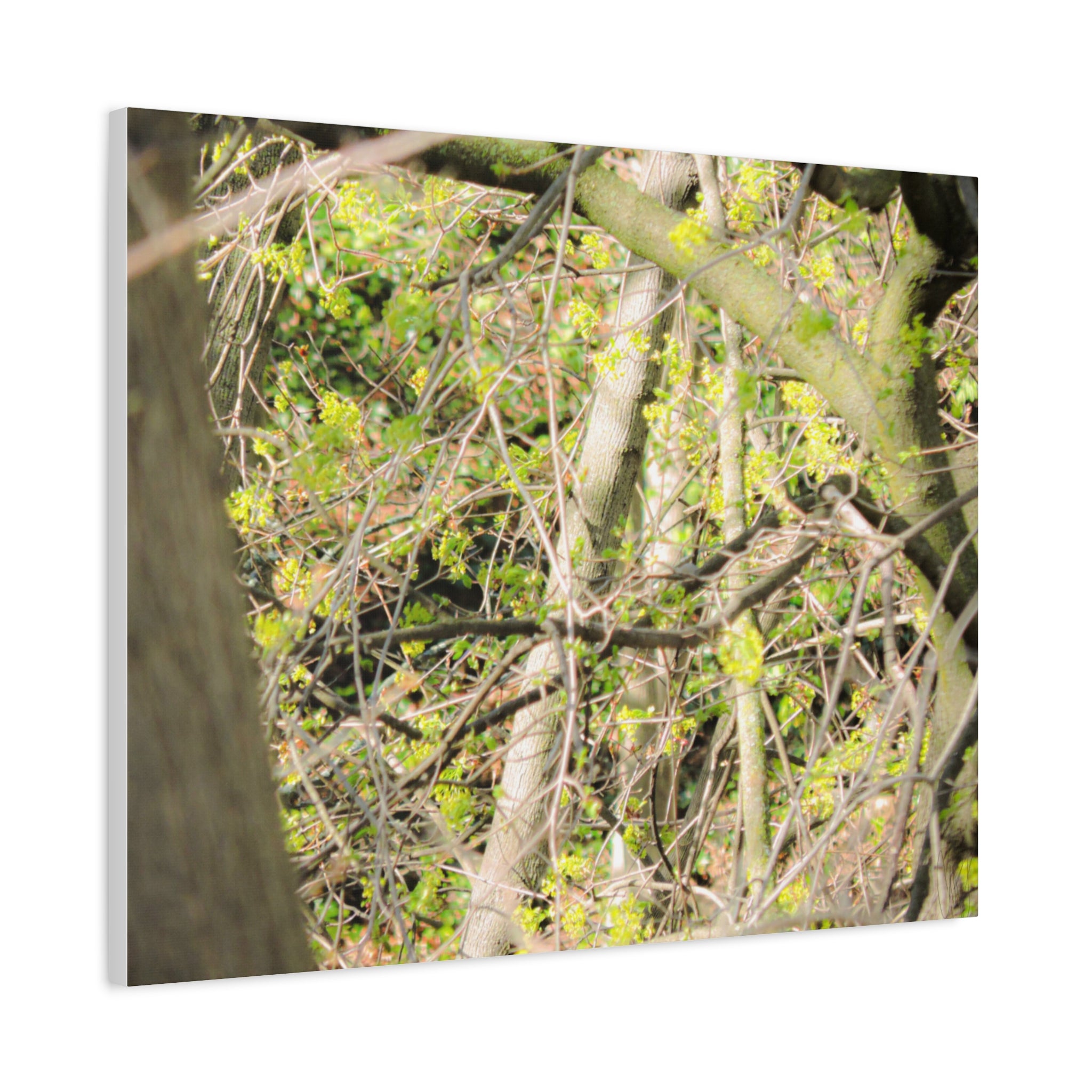 Spring Woodland Canvas Print — Green Tree Branches Matte Stretched Wall Art
