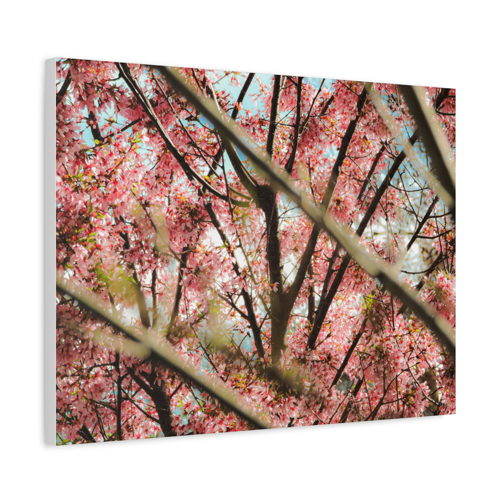 Cherry Blossom Photo Canvas Print | Brookline Spring Wall Art | A‑G Originals