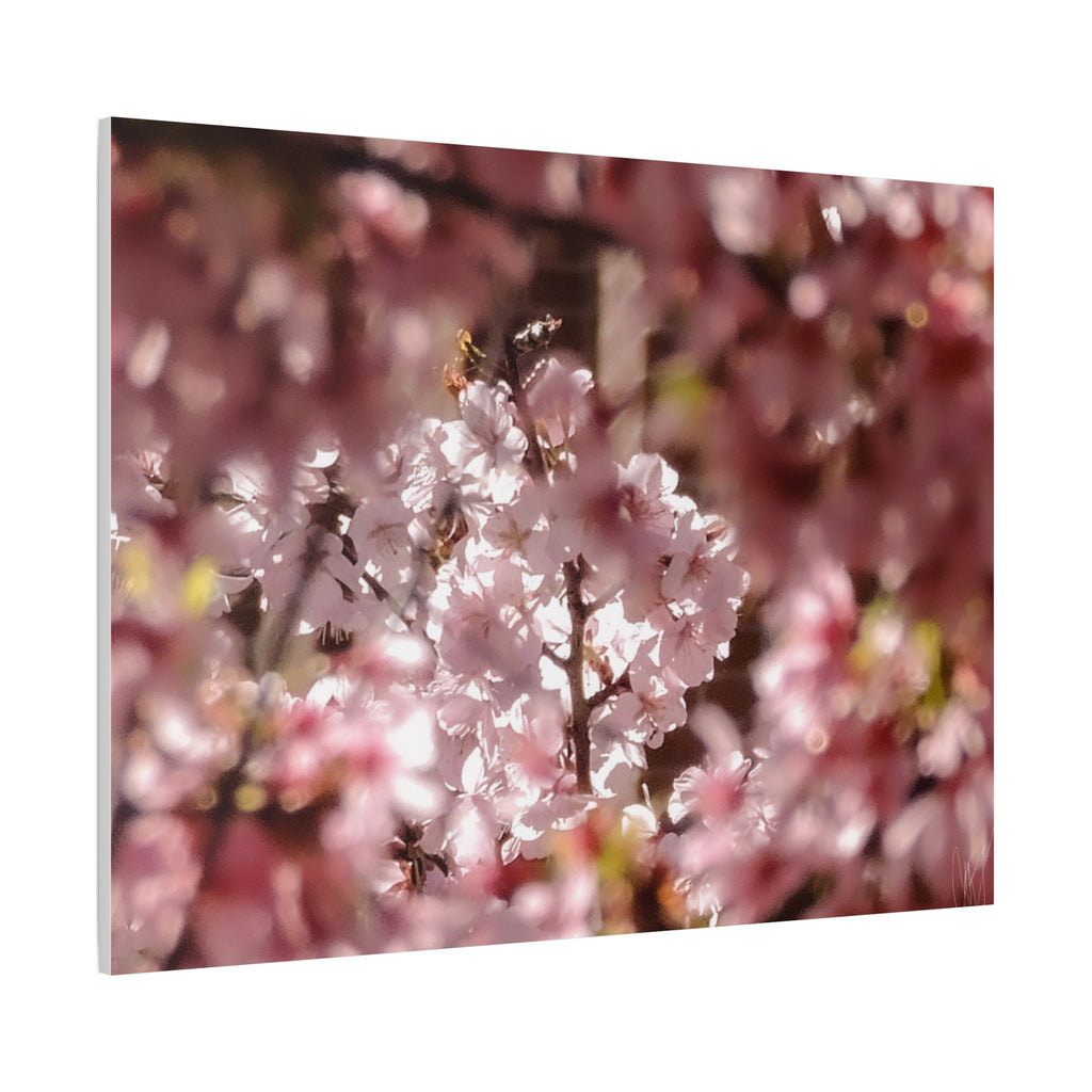 Blush Cherry Blossom Matte Canvas Print — Spring Floral Wall Art (Stretched 1.25")