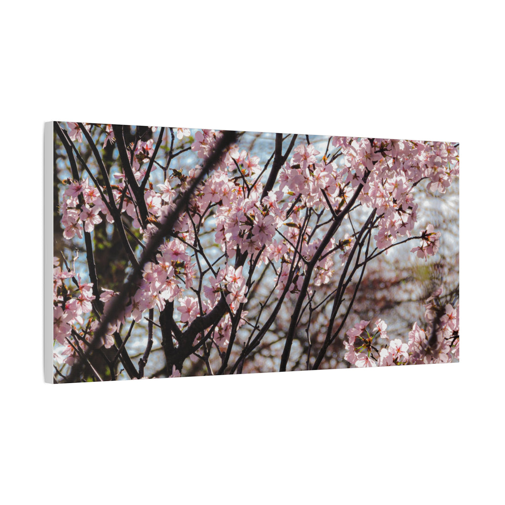 Cherry Blossom Canvas Print — Matte Stretched Wall Art