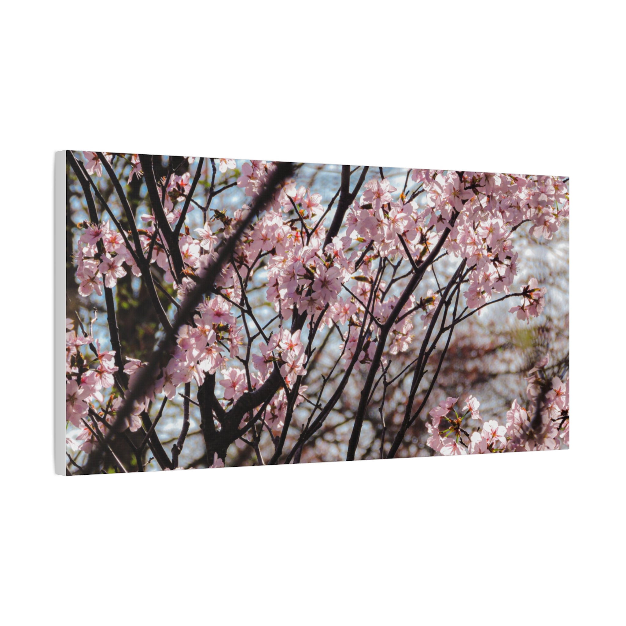 Cherry Blossom Canvas Print — Matte Stretched Wall Art