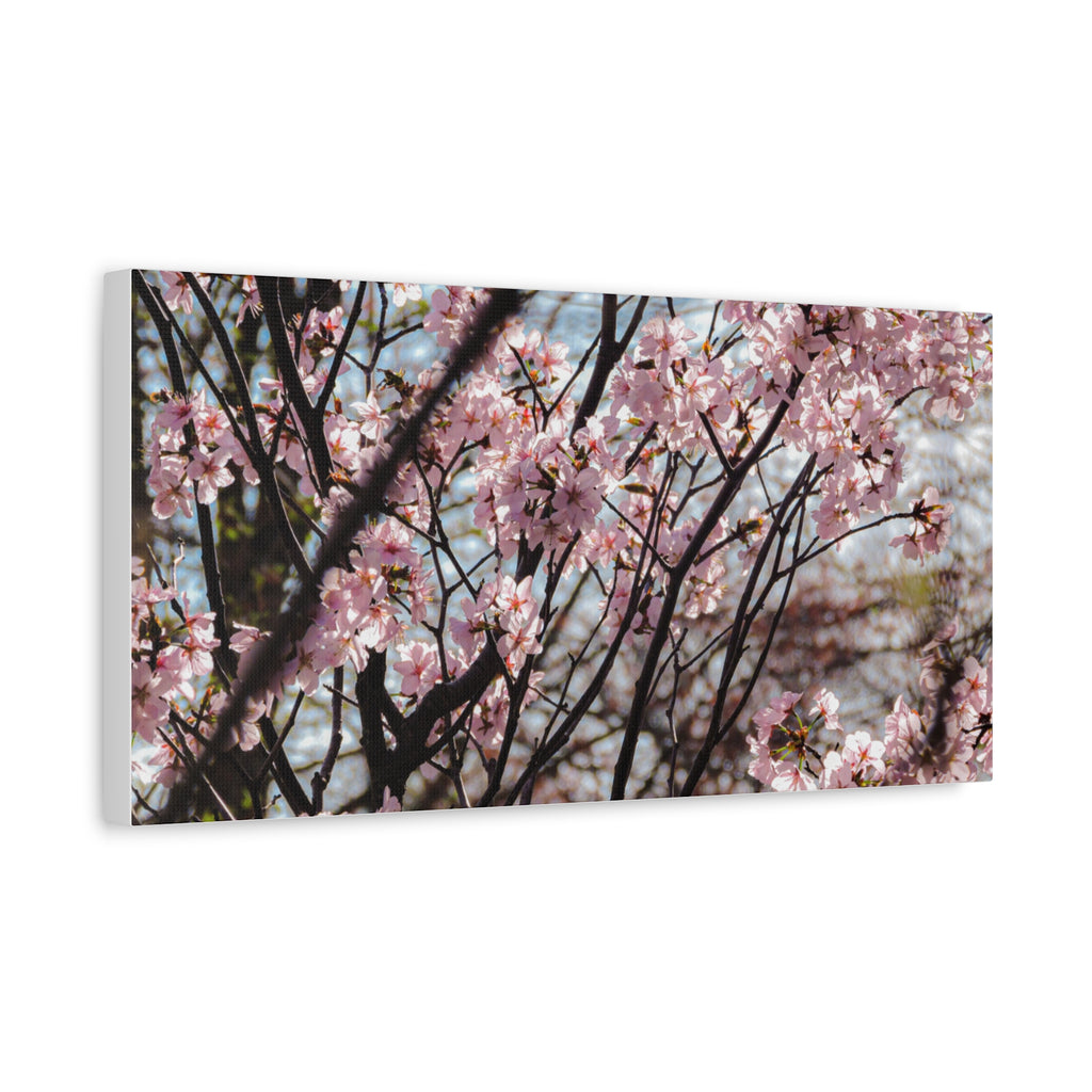 Cherry Blossom Canvas Print — Matte Stretched Wall Art