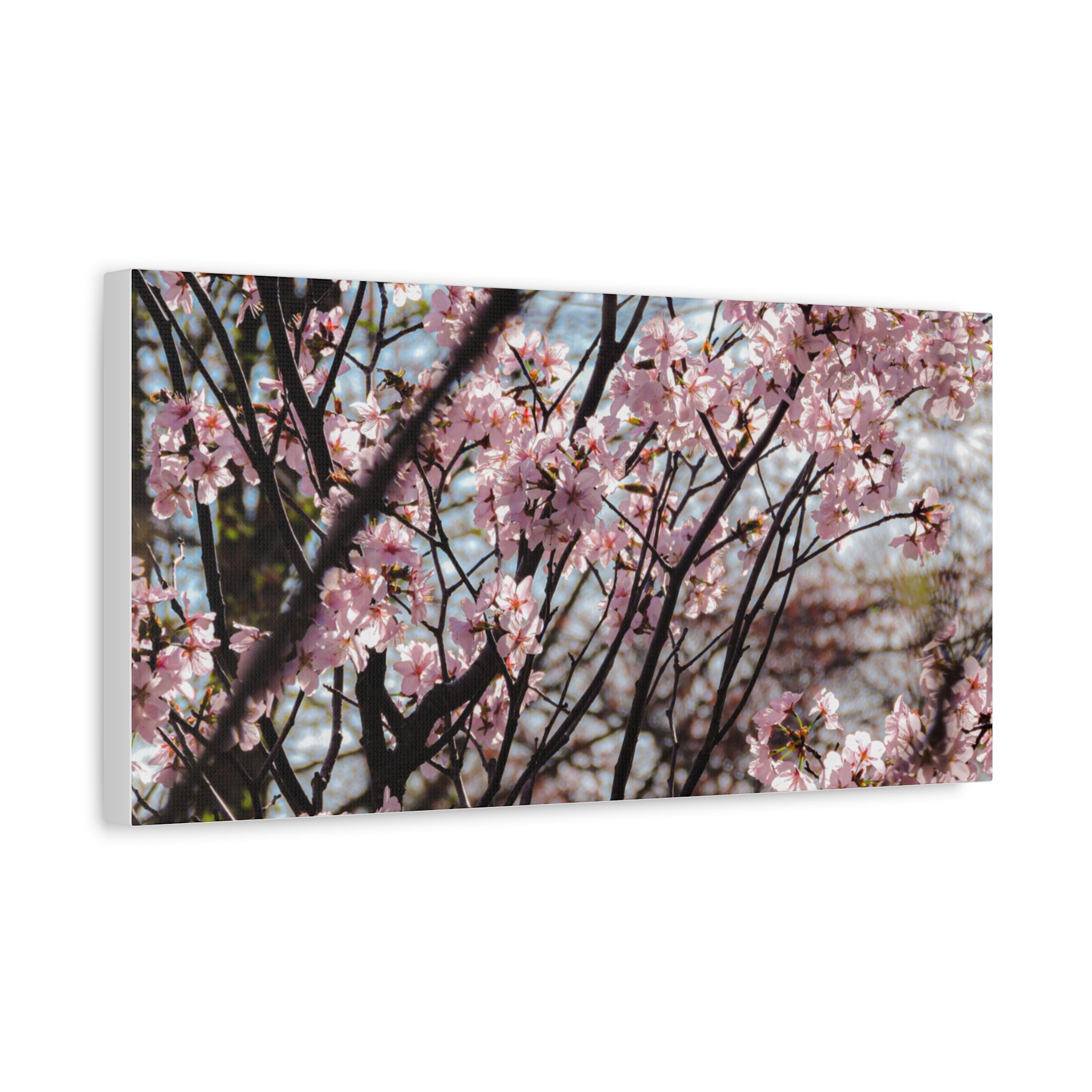 Cherry Blossom Canvas Print — Matte Stretched Wall Art