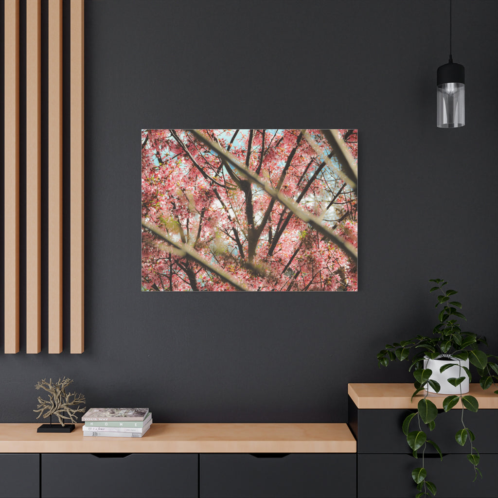 Cherry Blossom Photo Canvas Print | Brookline Spring Wall Art | A‑G Originals